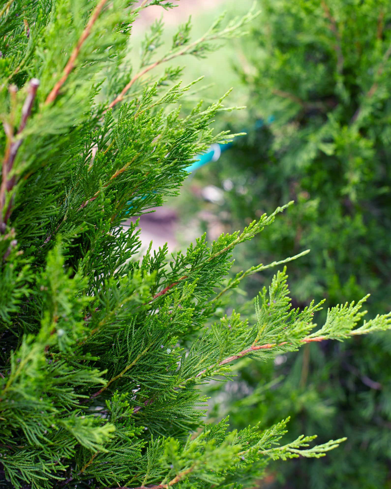 Eastern Red Cedar Hillspire - Image 2