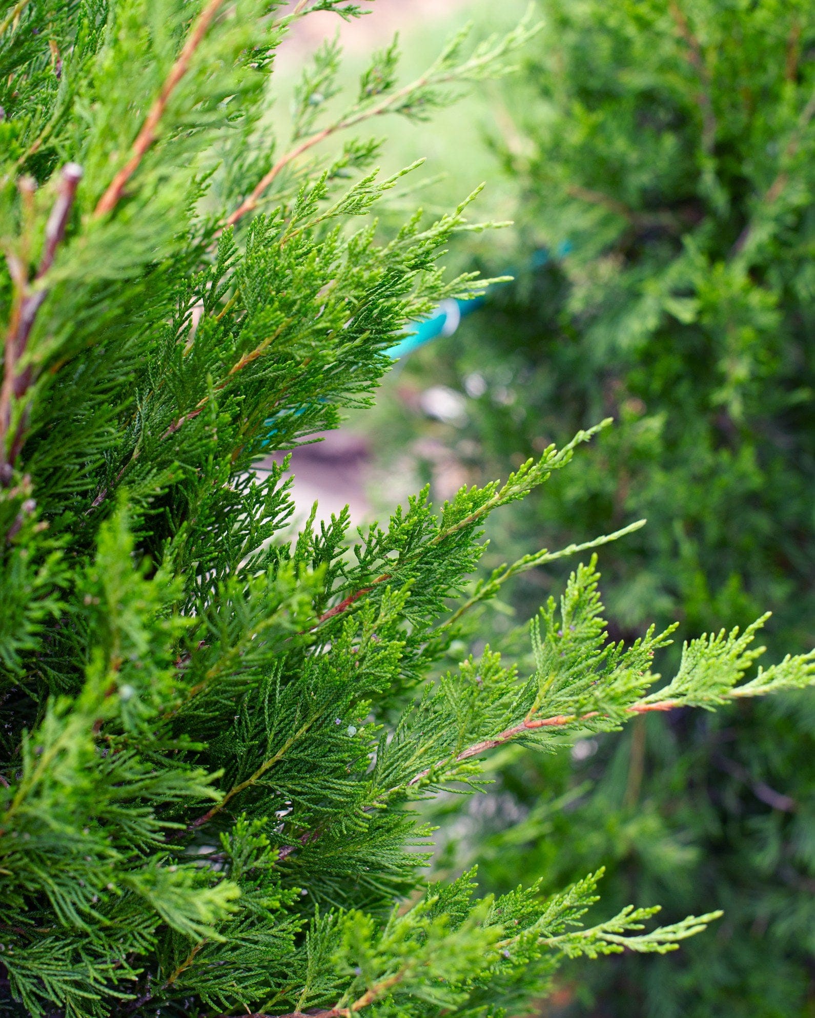 Eastern Red Cedar Hillspire - view 3