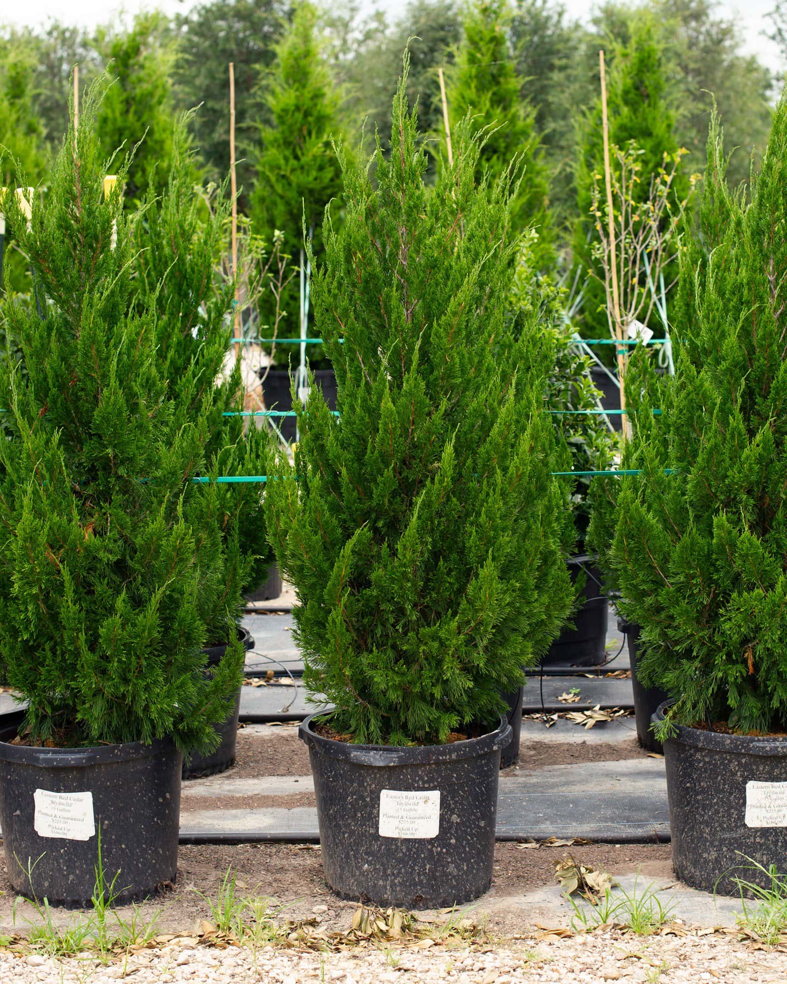 Eastern Red Cedar Idyllwild - Main Image