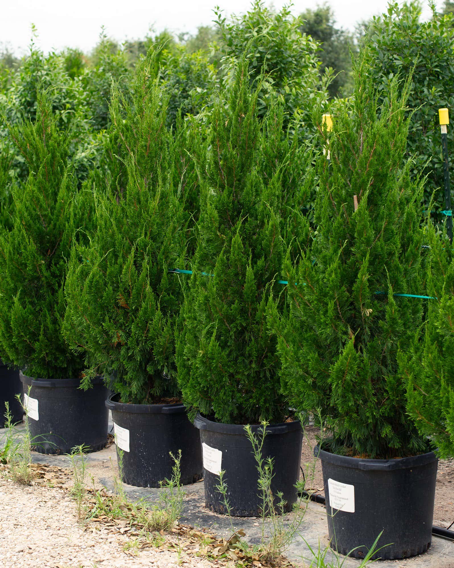 Eastern Red Cedar Idyllwild - Image 1