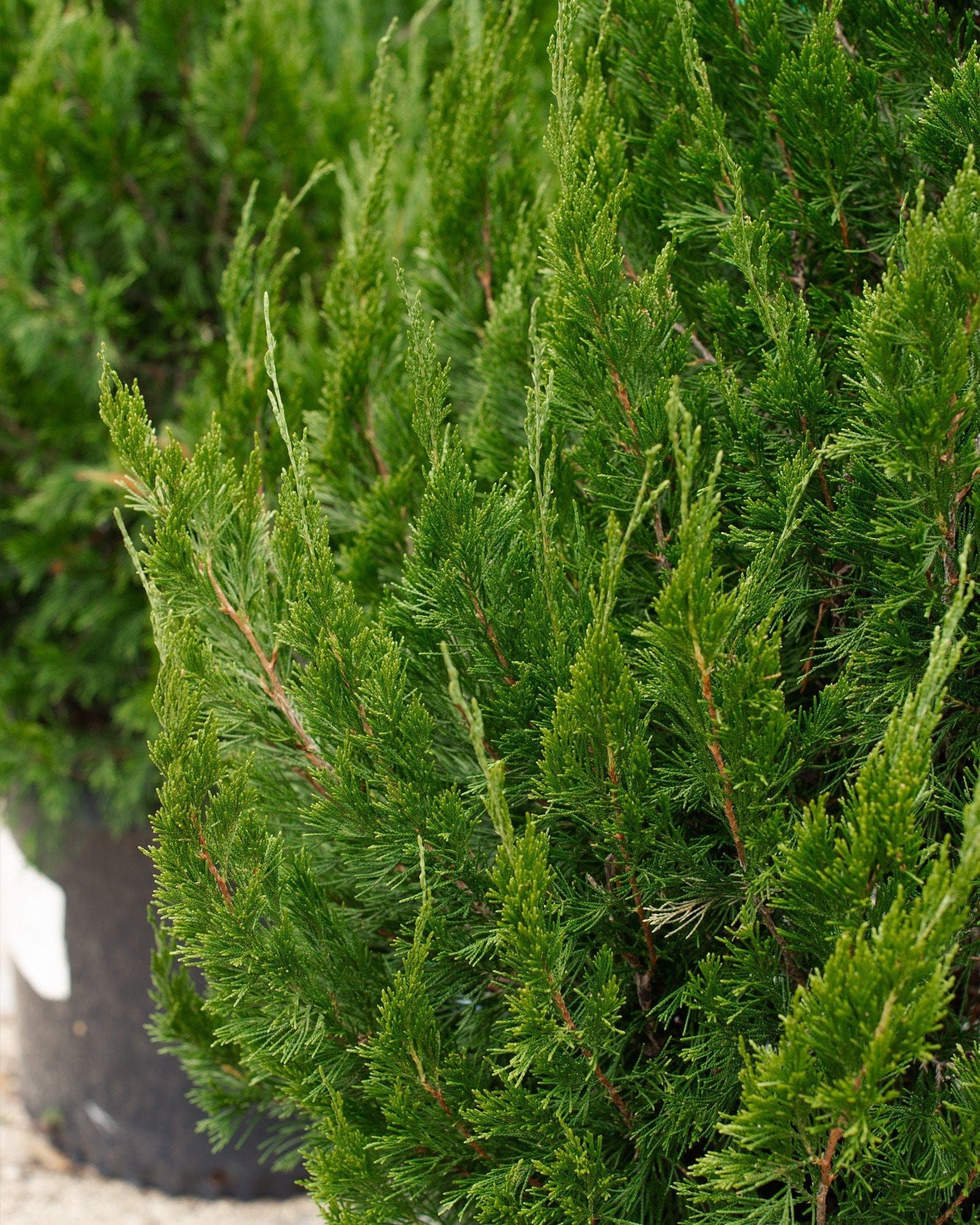 Eastern Red Cedar Idyllwild - view 3