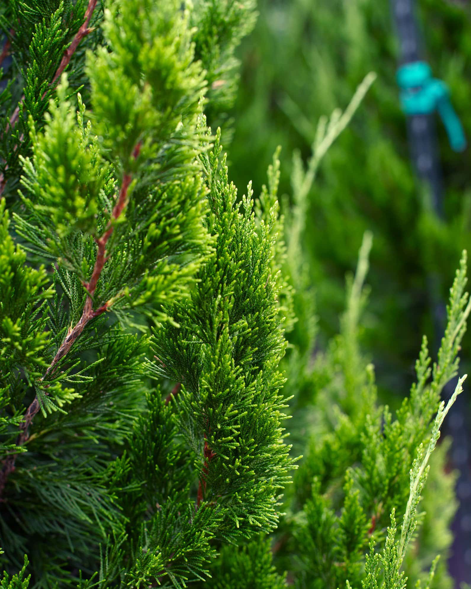 Eastern Red Cedar Idyllwild - Image 3