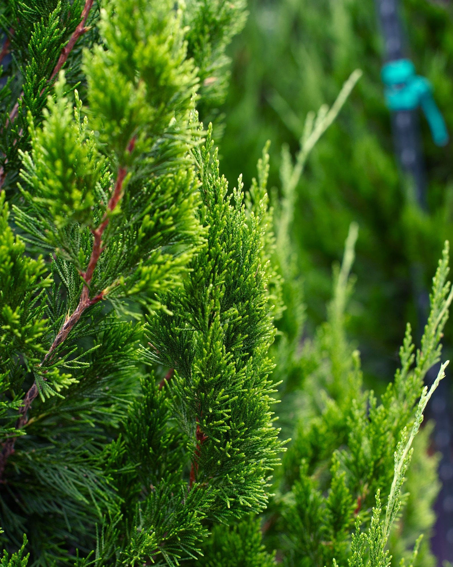 Eastern Red Cedar Idyllwild - view 4