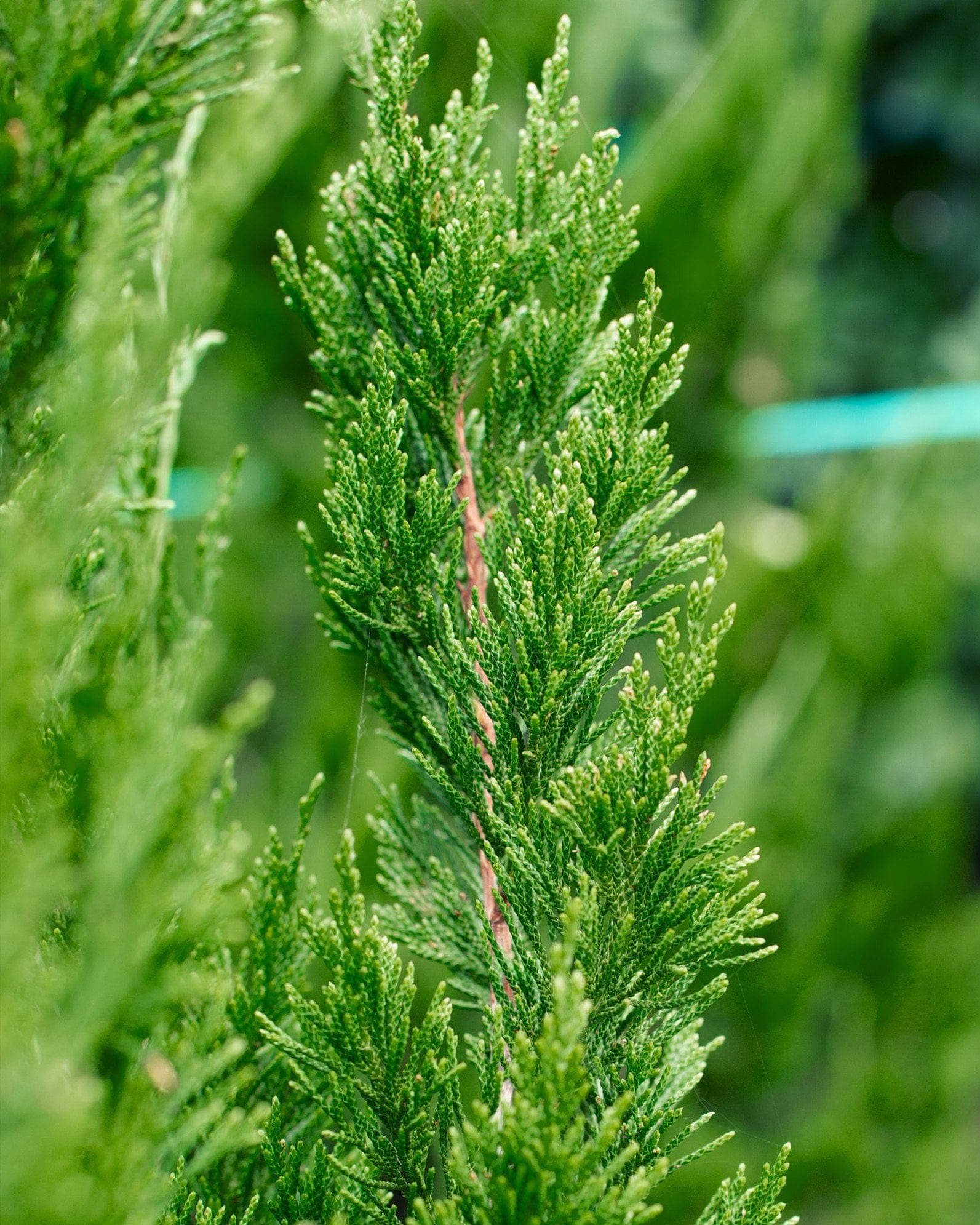 Eastern Red Cedar Idyllwild - view 5