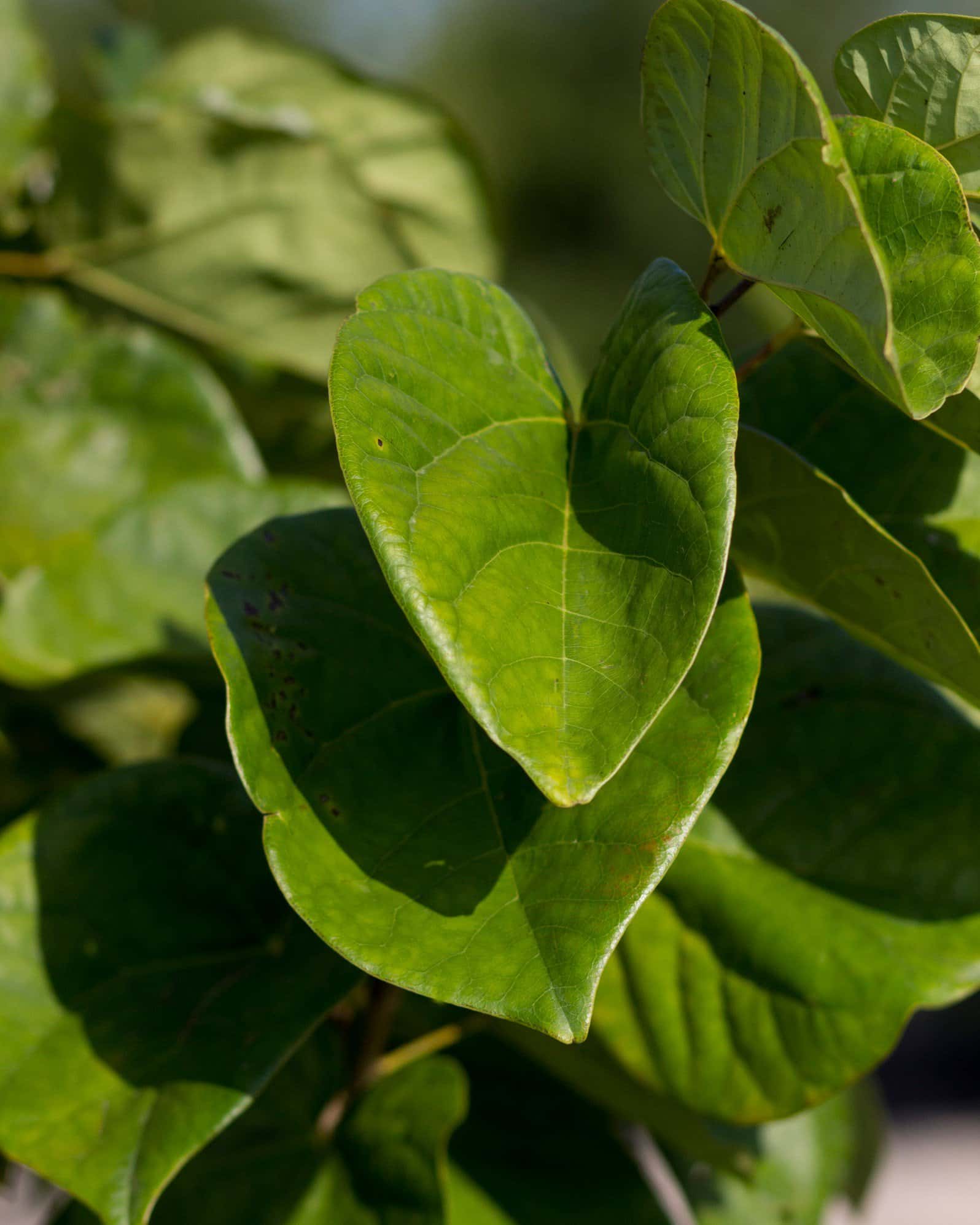 Bubble Gum Redbud - Image 1