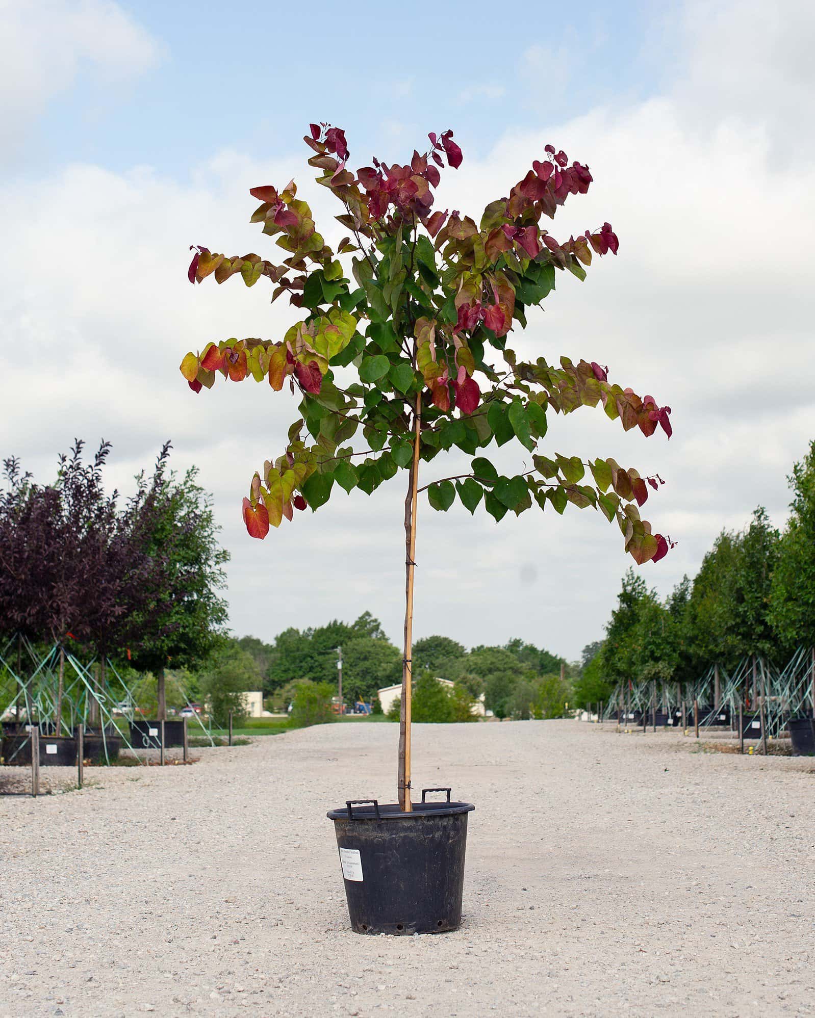 Flame Thrower Redbud - Main Image