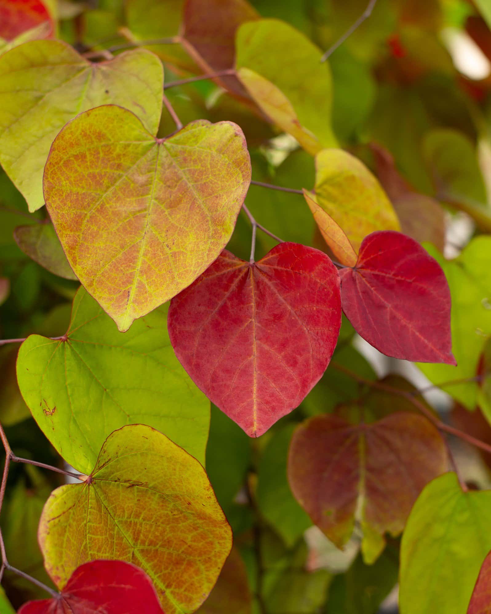 Flame Thrower Redbud - Image 5