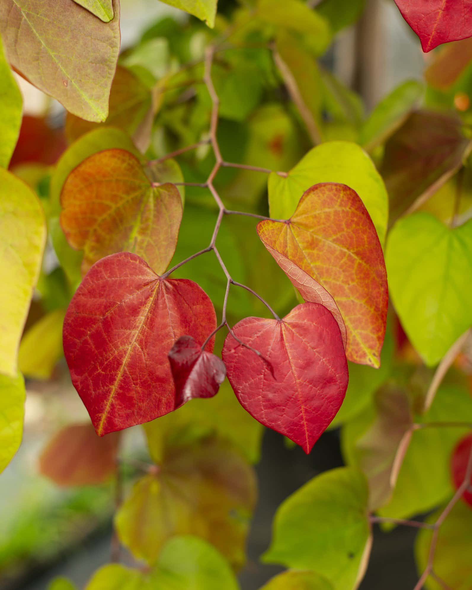 Flame Thrower Redbud - Image 6