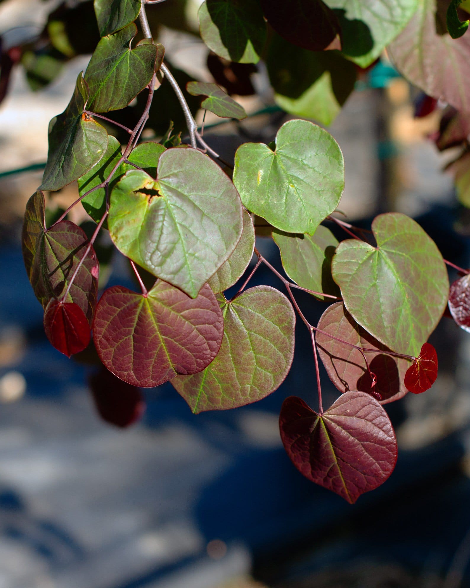 Forest Pansy Redbud - view 2