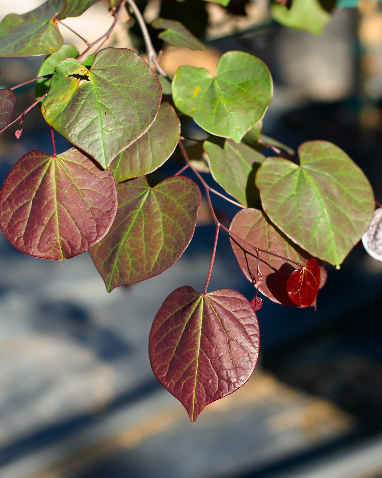 Forest Pansy Redbud - view 3