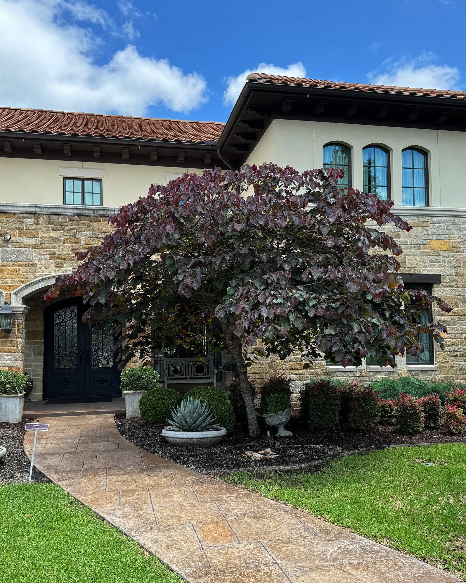 Forest Pansy Redbud - view 4
