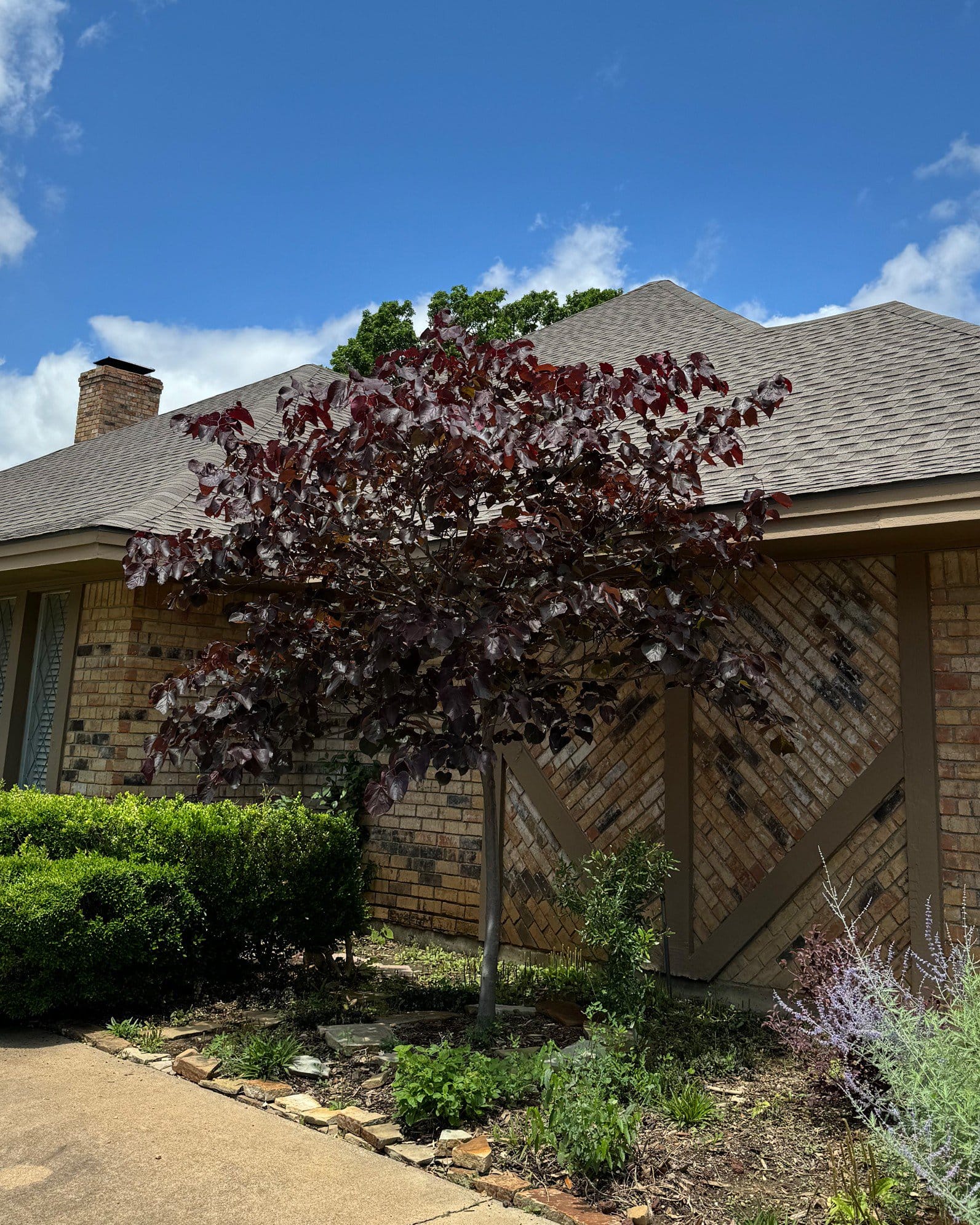 Forest Pansy Redbud - view 5