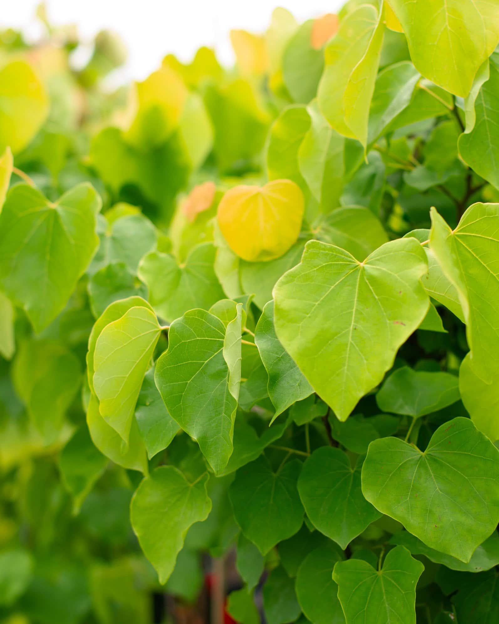 Gilded Hearts Redbud - Image 1