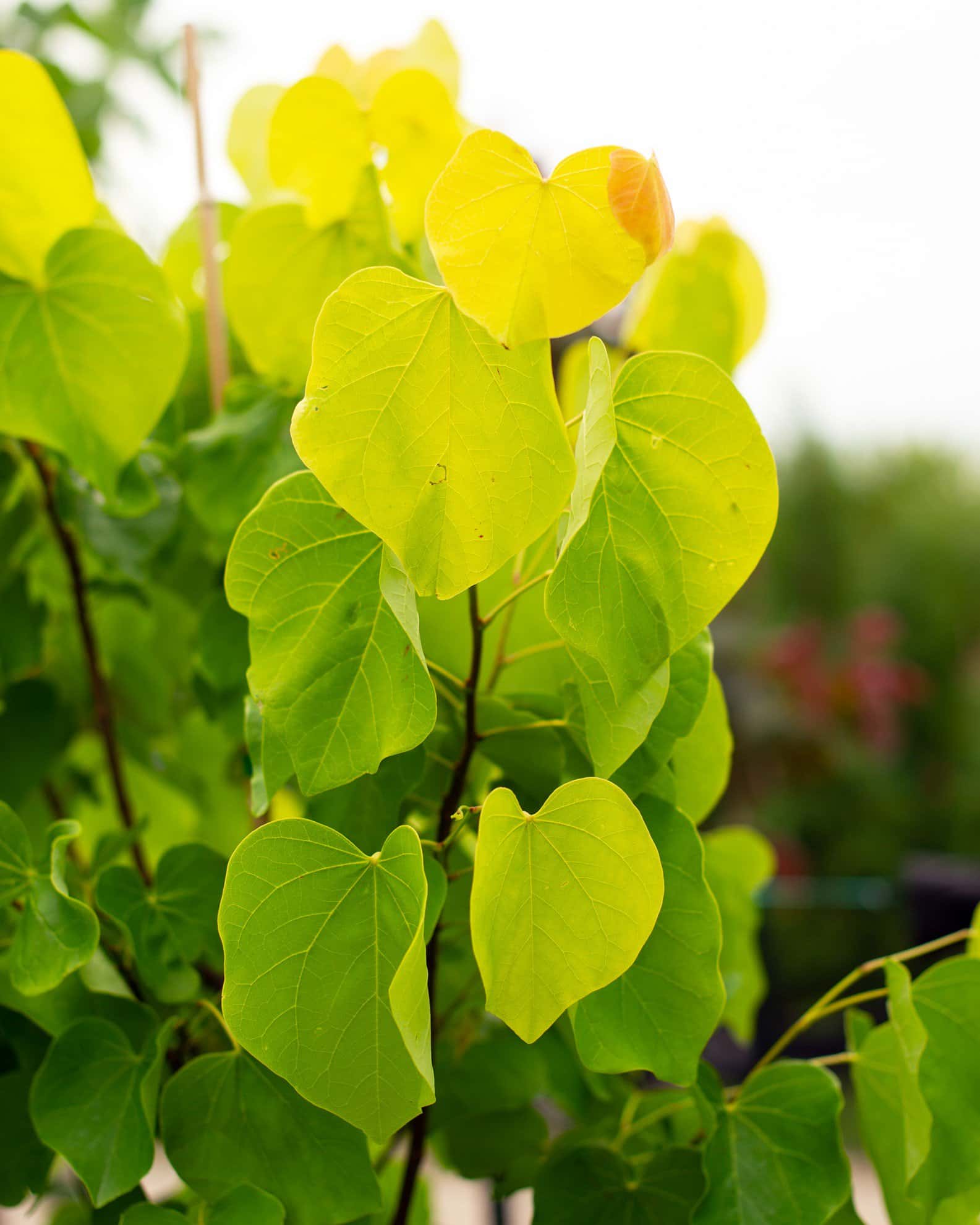 Gilded Hearts Redbud - Image 2
