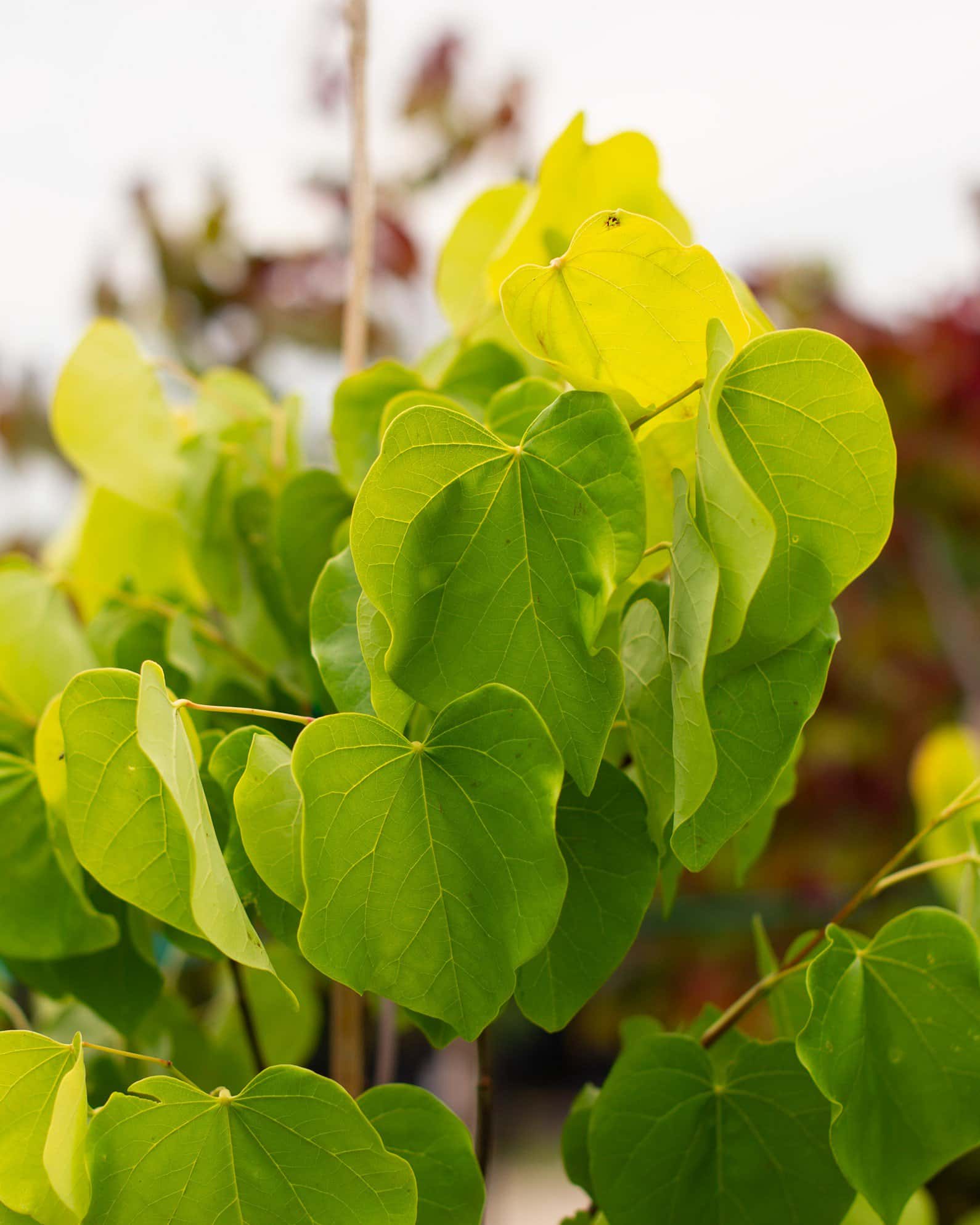 Gilded Hearts Redbud - Image 3