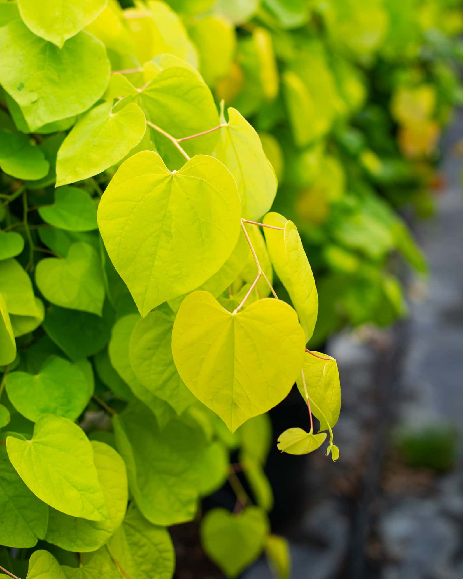 Golden Falls Weeping Redbud - Image 1