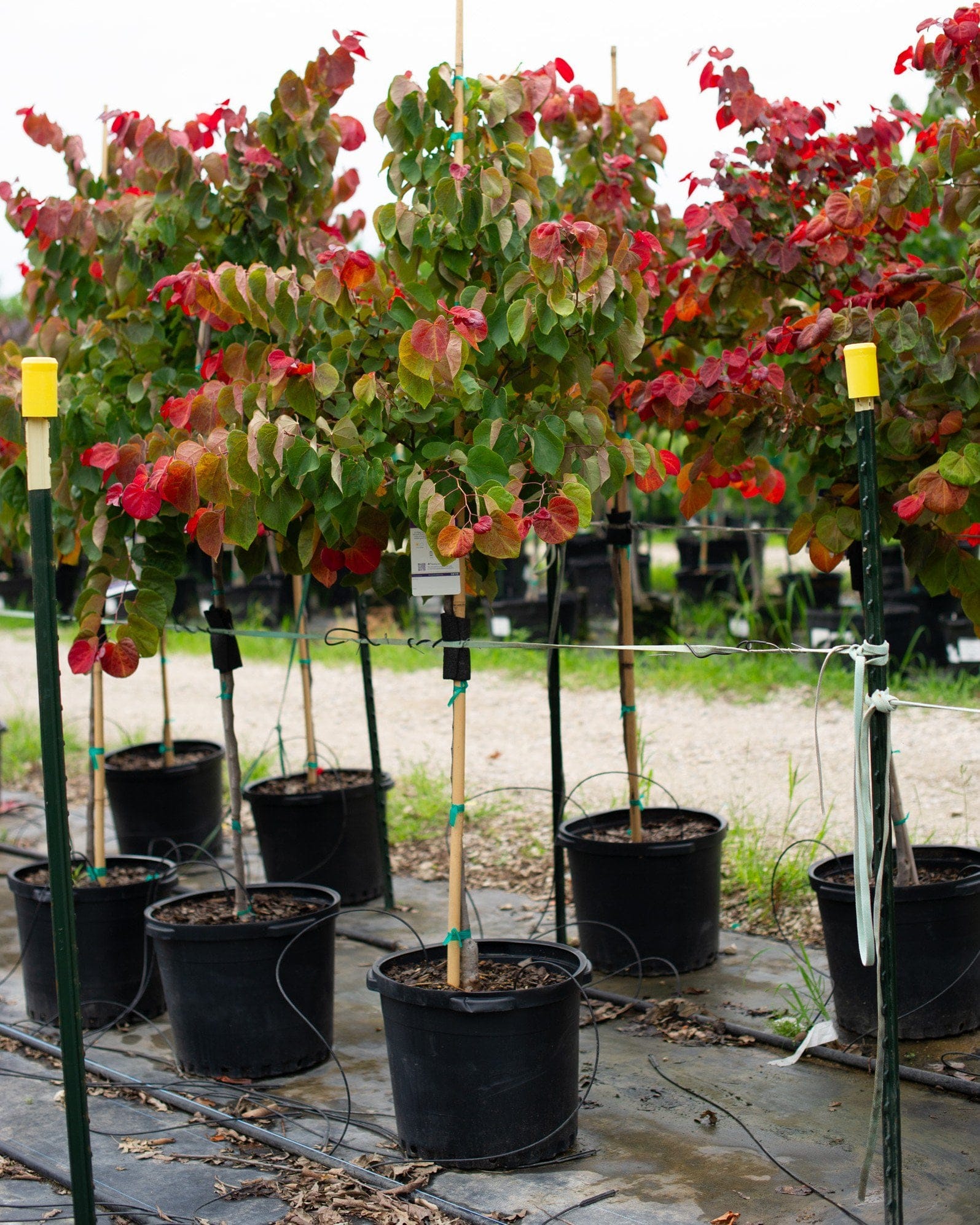 Hearts A'Fire Redbud