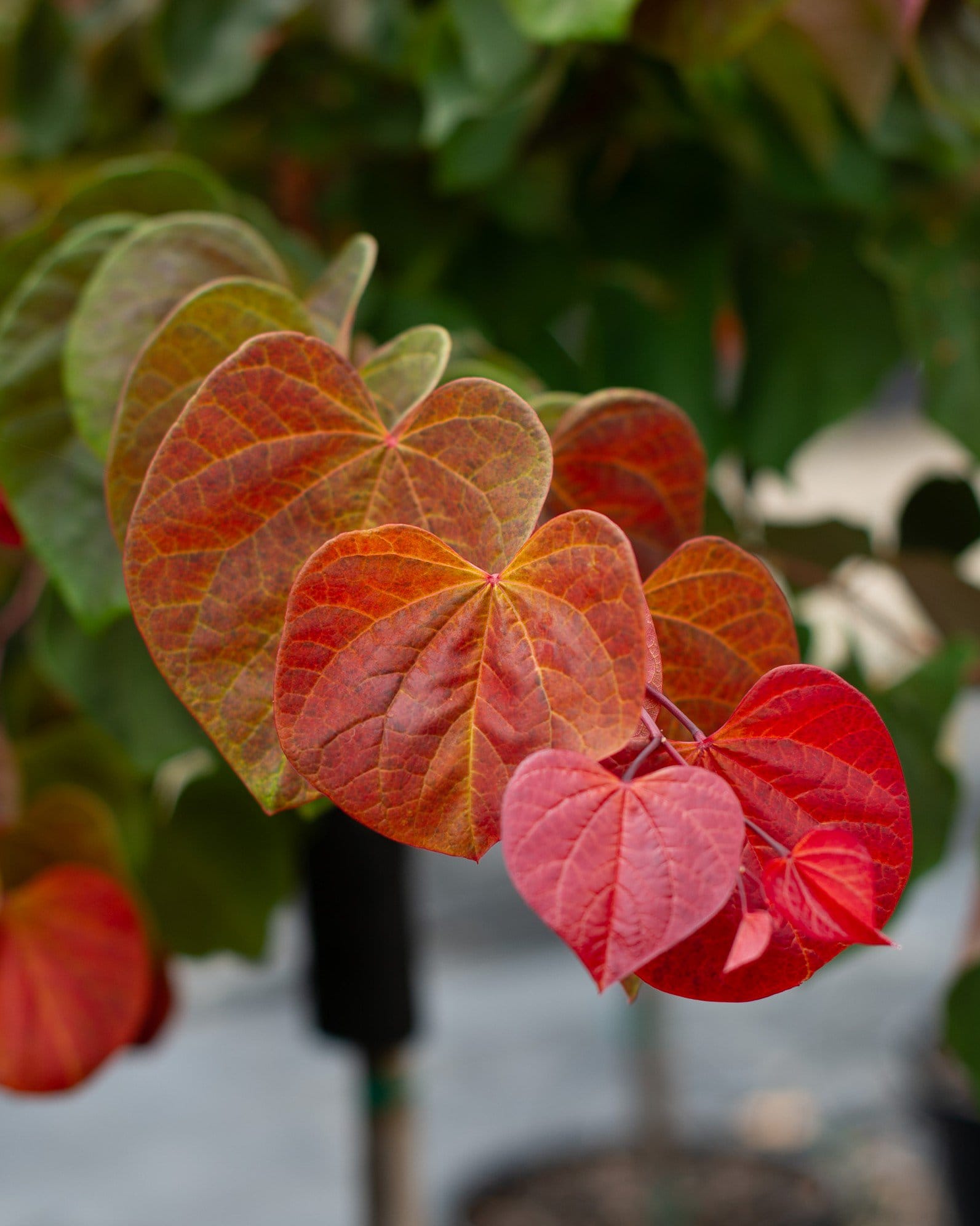 Hearts A'Fire Redbud - view 2