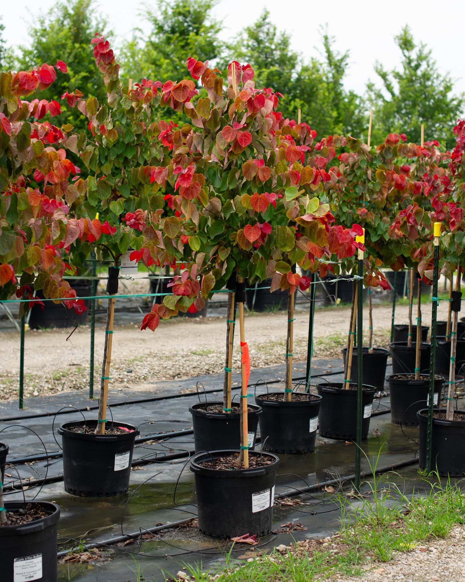 Hearts A'Fire Redbud - Image 3