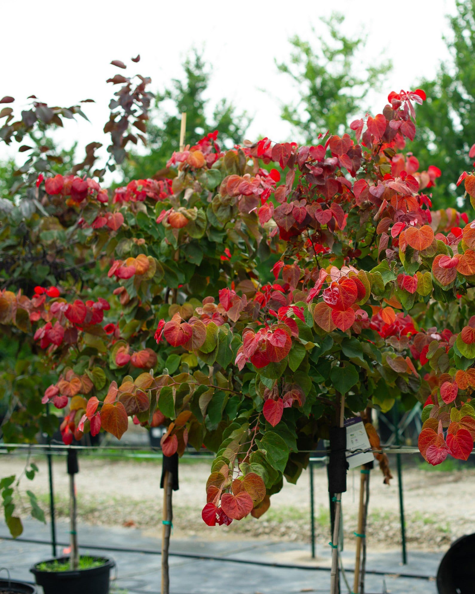 Hearts A'Fire Redbud - view 3
