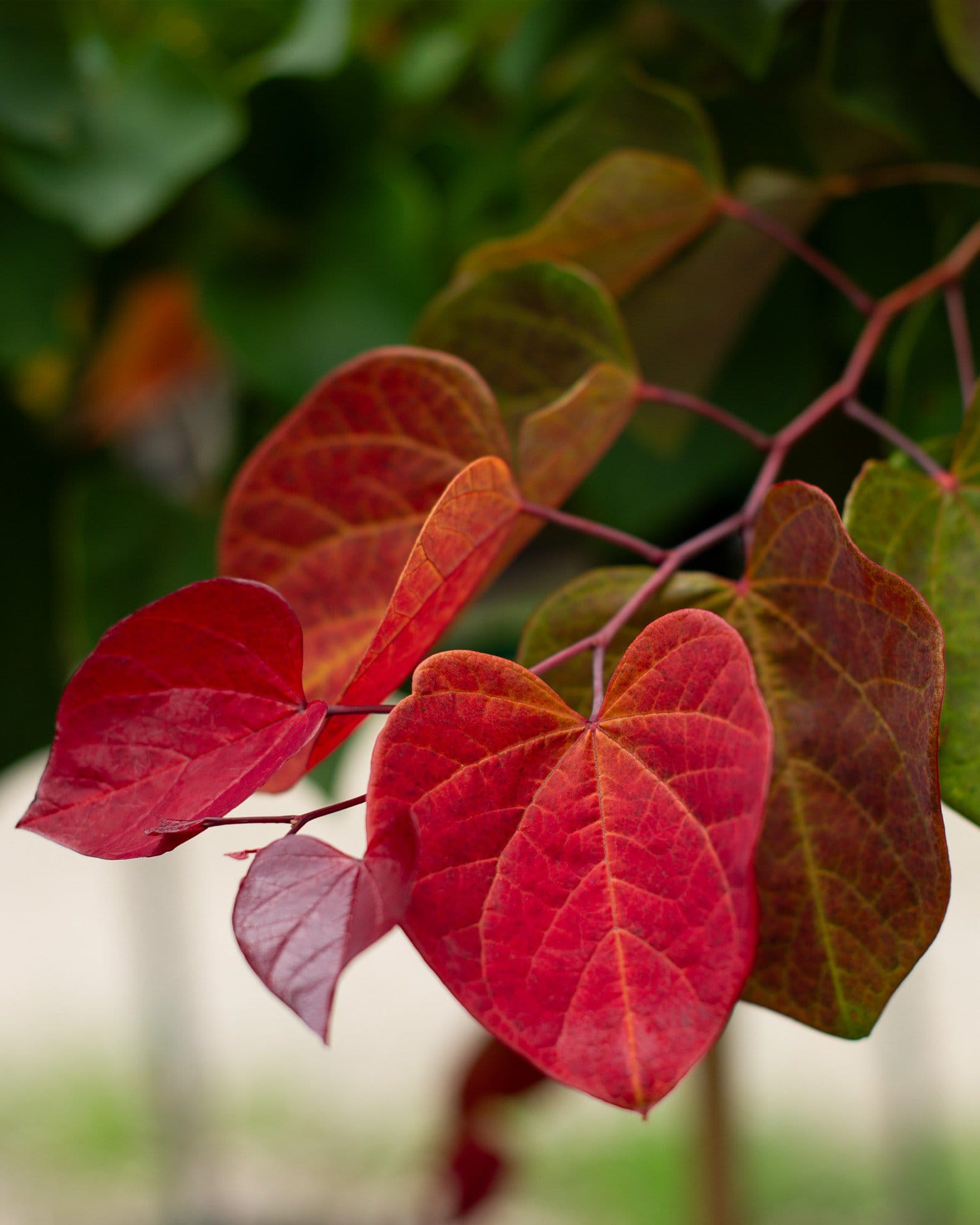 Hearts A'Fire Redbud - view 5
