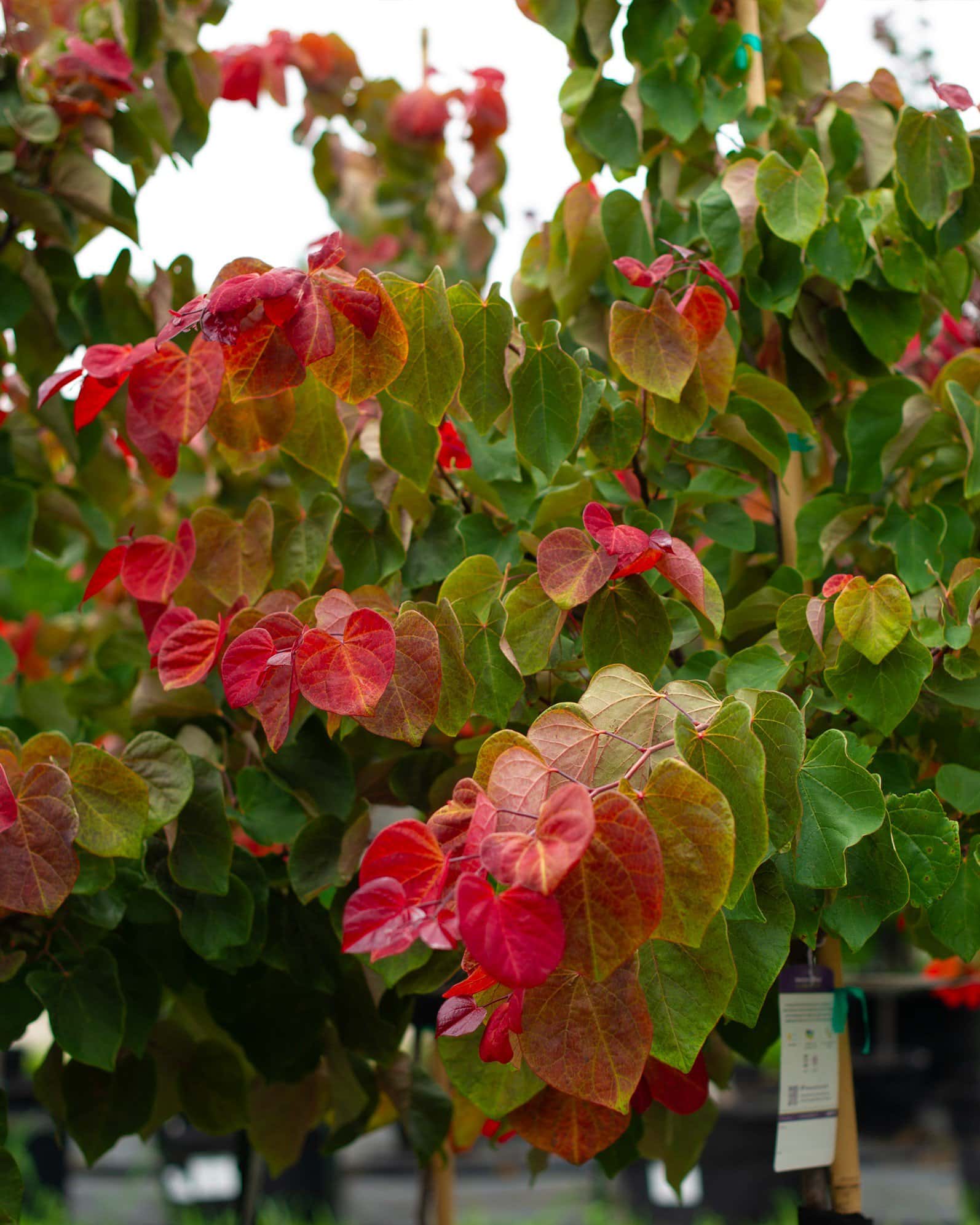 Hearts A'Fire Redbud - Image 7