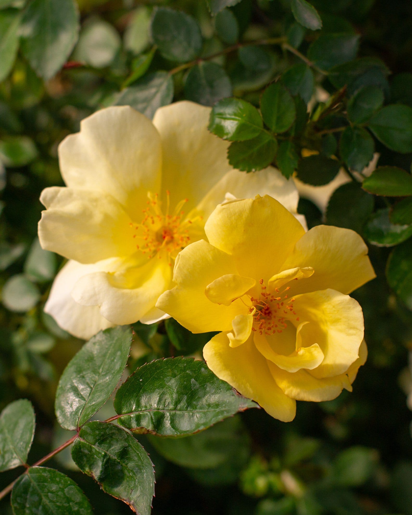 Easy Bee-zy Knock Out Rose