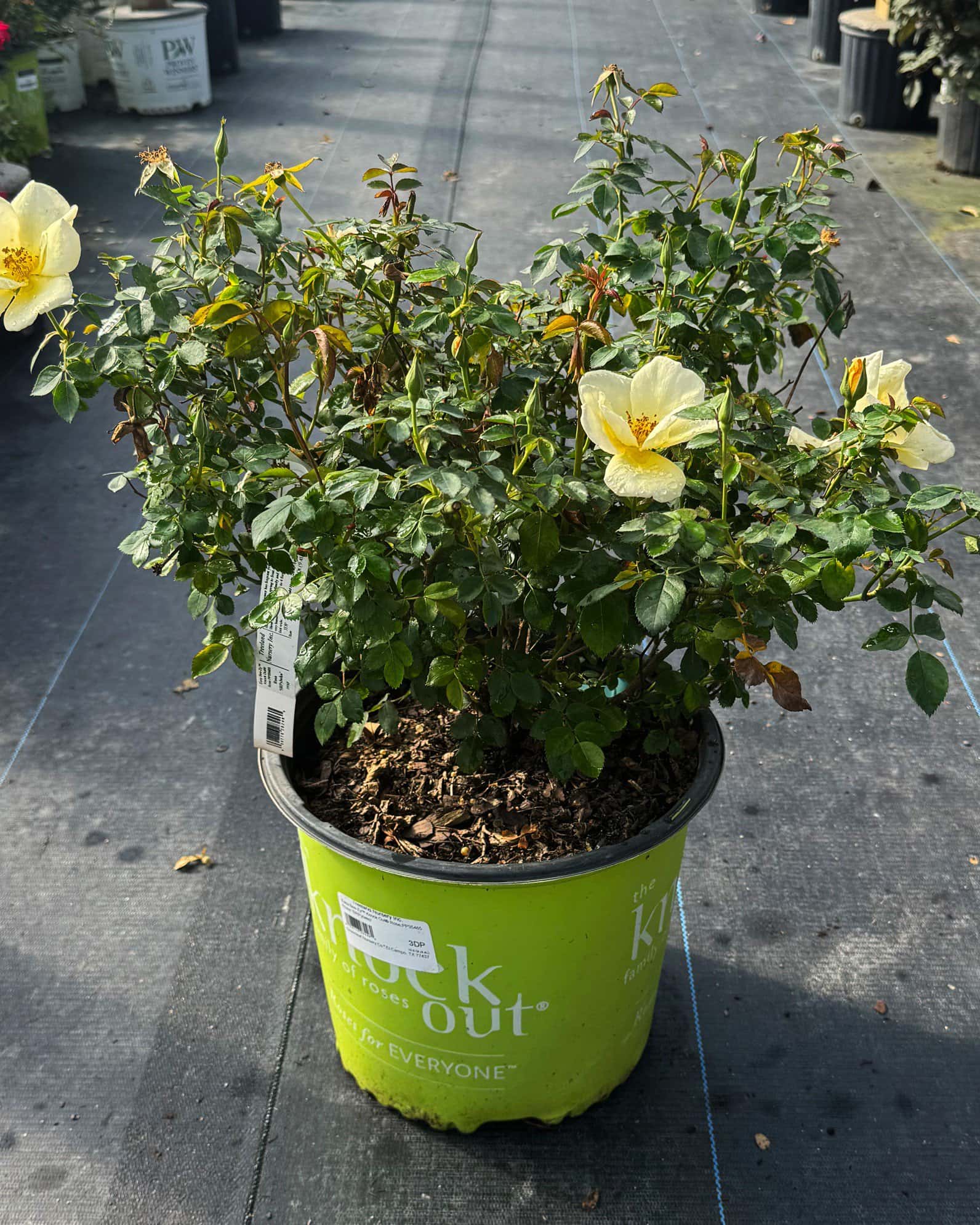 Easy Bee-zy Knock Out Rose - Image 1