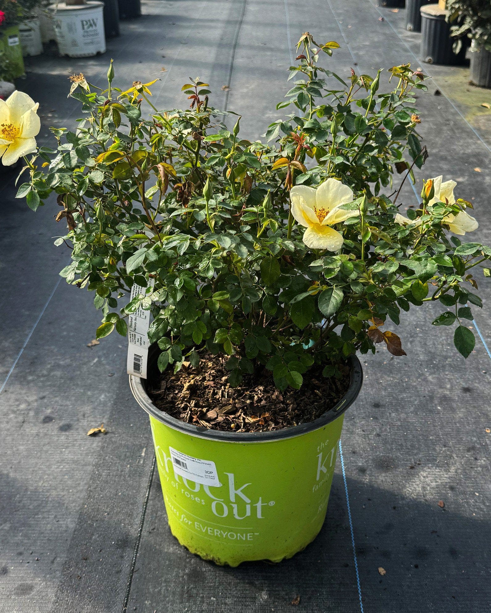 Easy Bee-zy Knock Out Rose - view 2