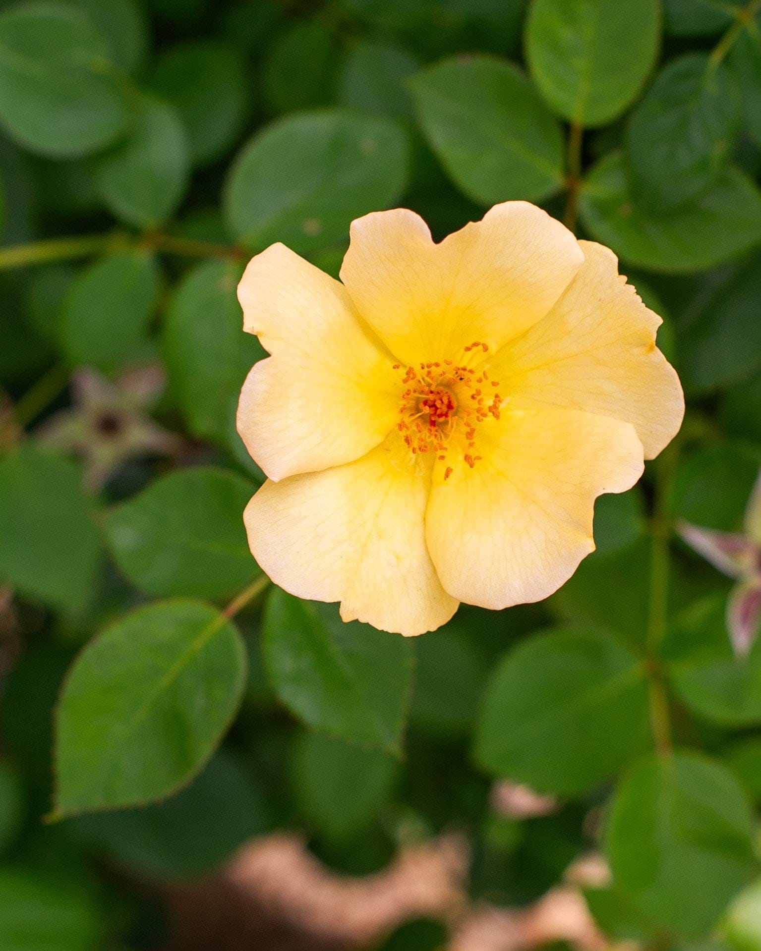 Easy Bee-zy Knock Out Rose - view 3