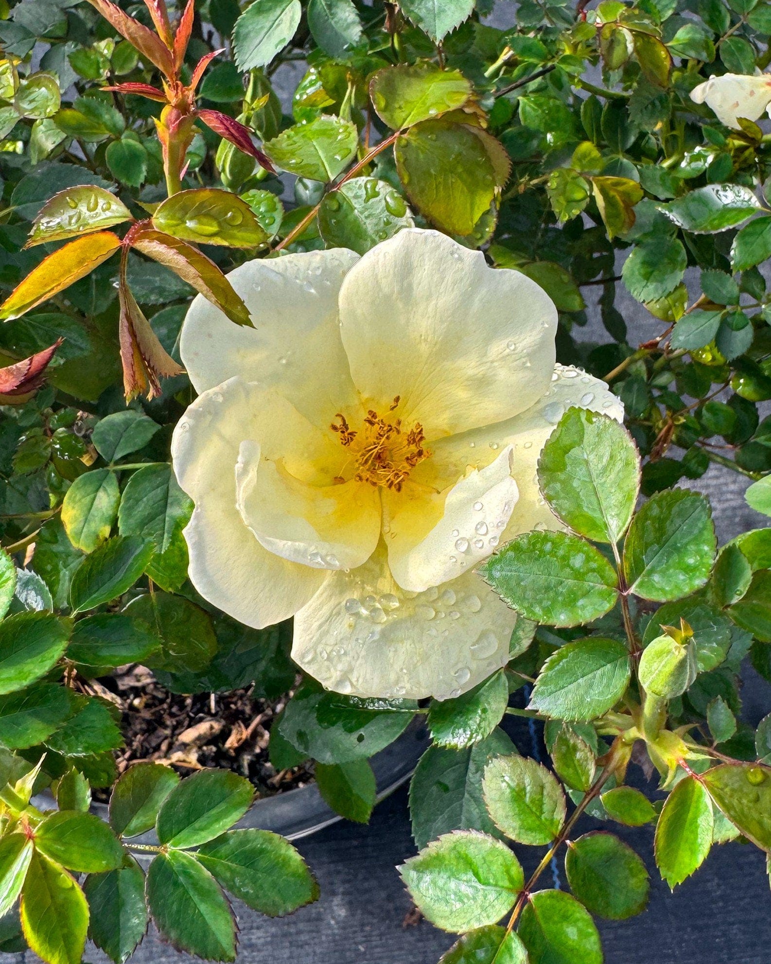 Easy Bee-zy Knock Out Rose - view 4