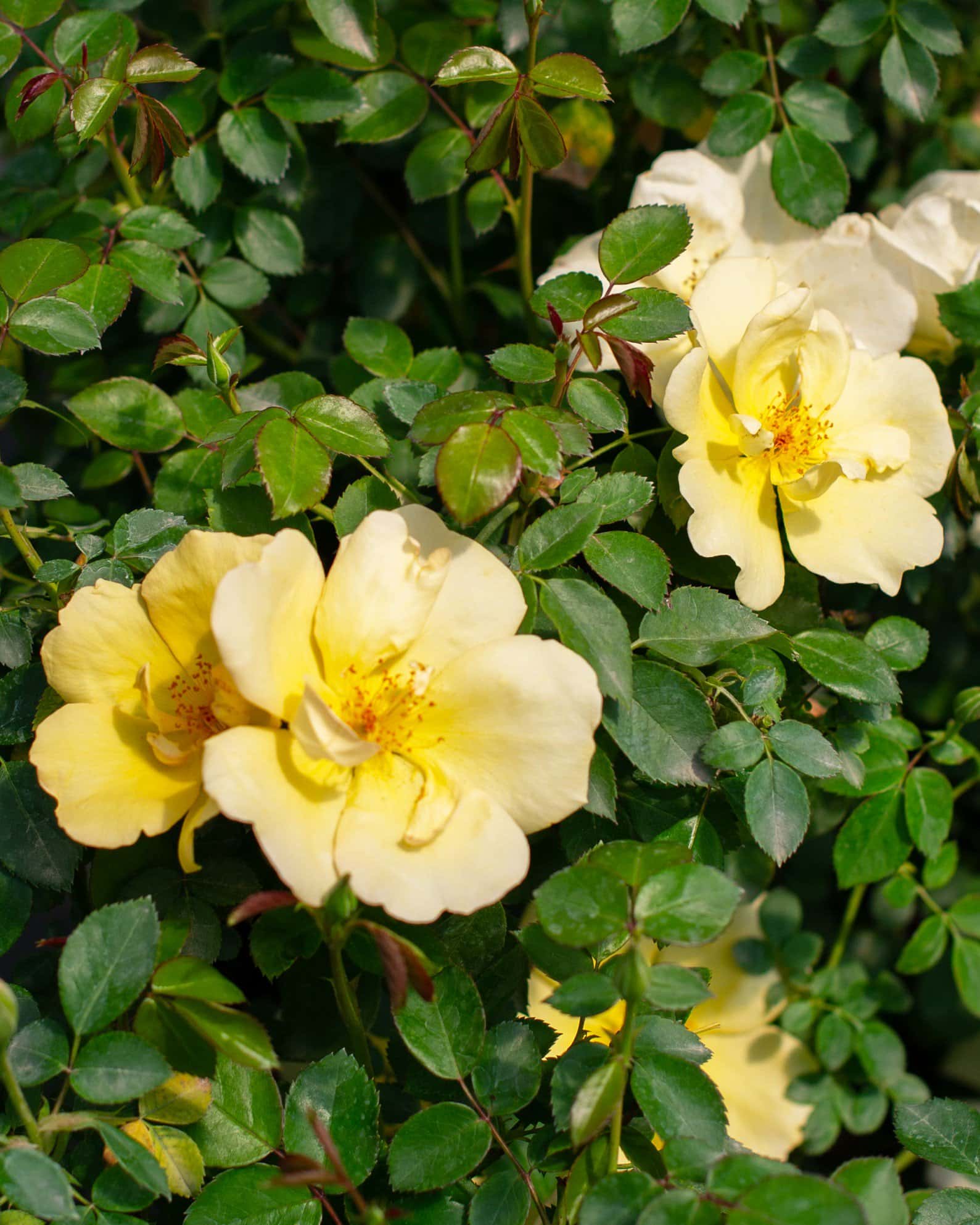 Easy Bee-zy Knock Out Rose - Image 4