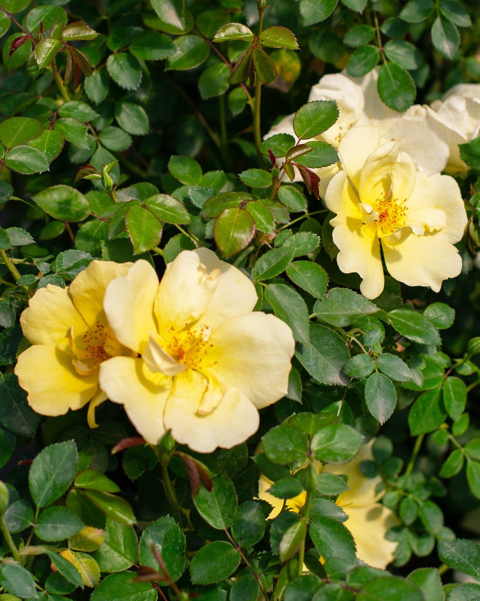 Easy Bee-zy Knock Out Rose - view 5