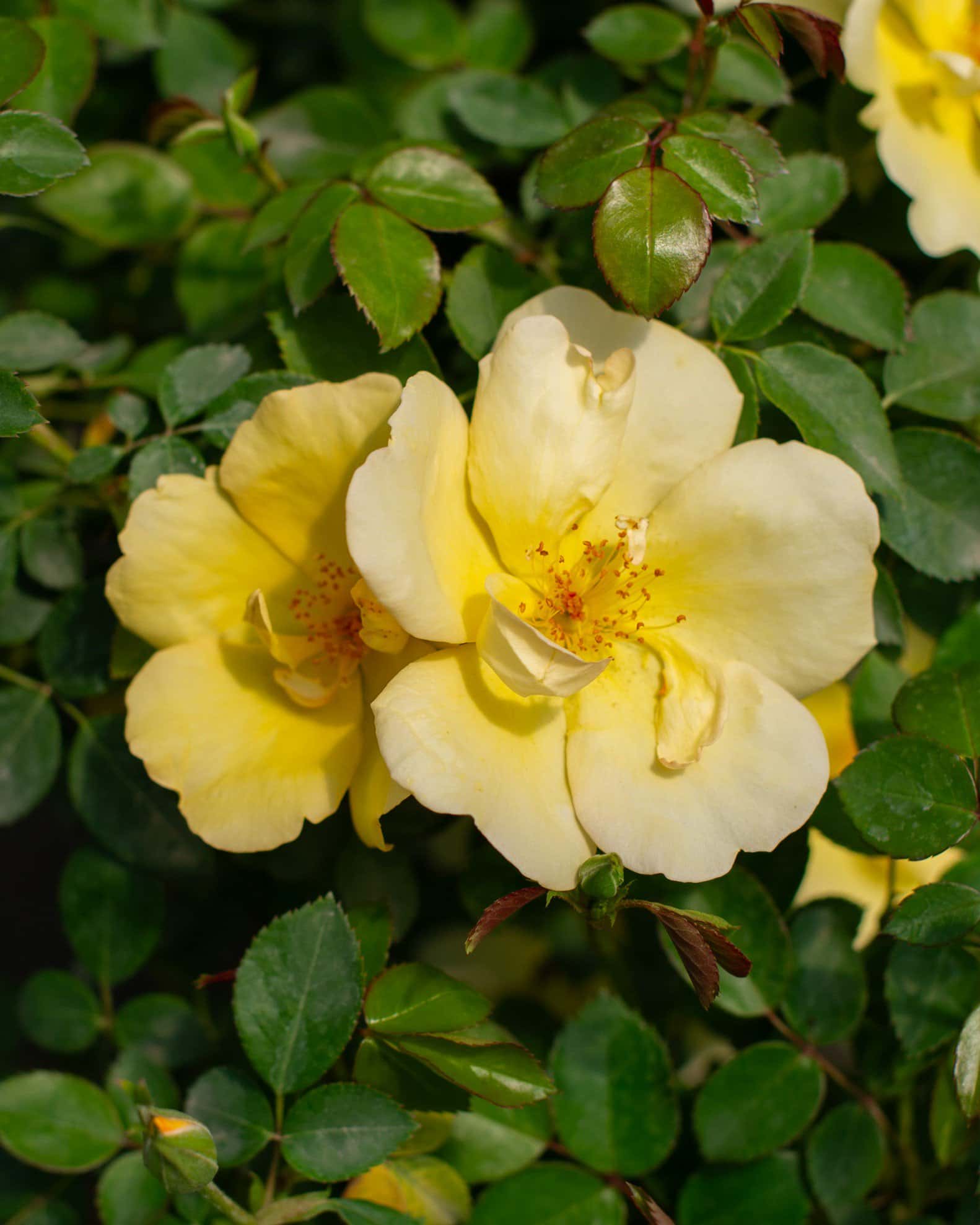 Easy Bee-zy Knock Out Rose - Image 5