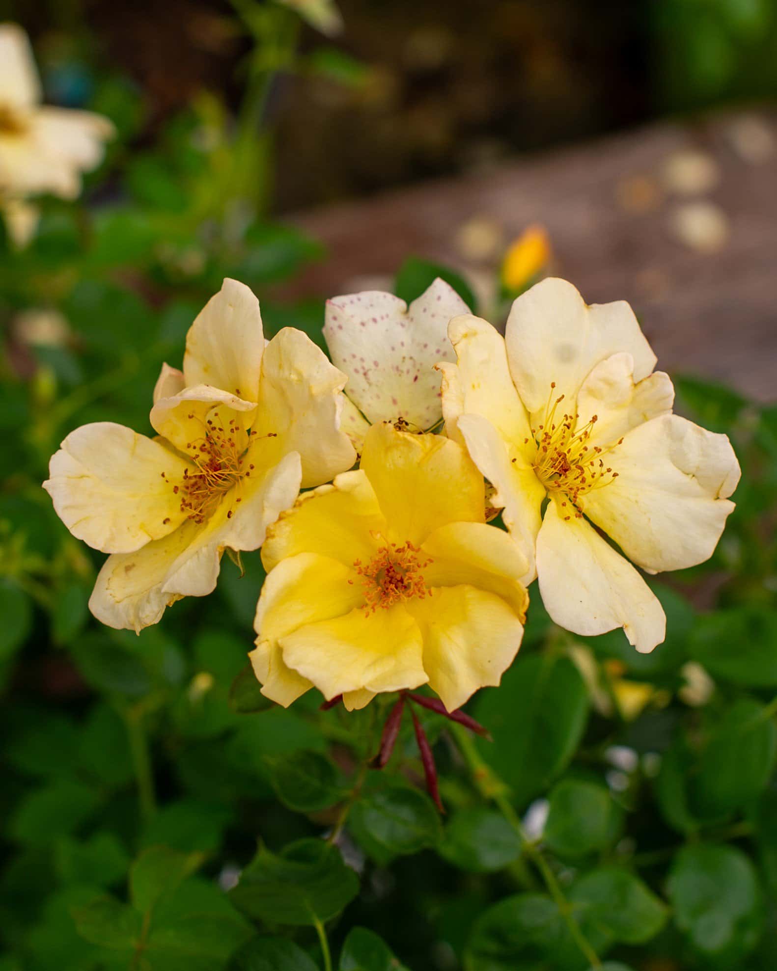 Easy Bee-zy Knock Out Rose - Image 6