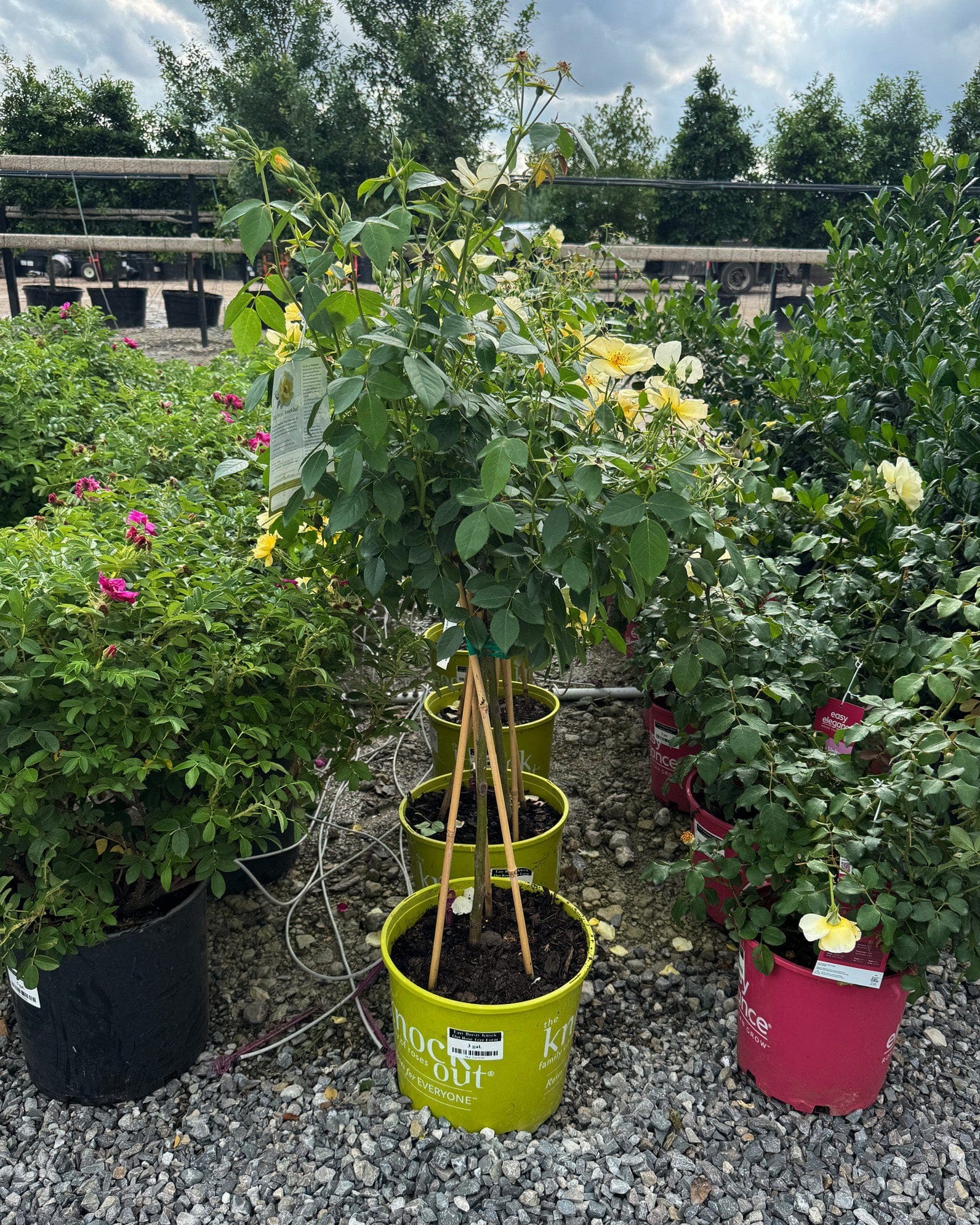 Easy Bee-zy Knock Out Rose Tree Form - view 2