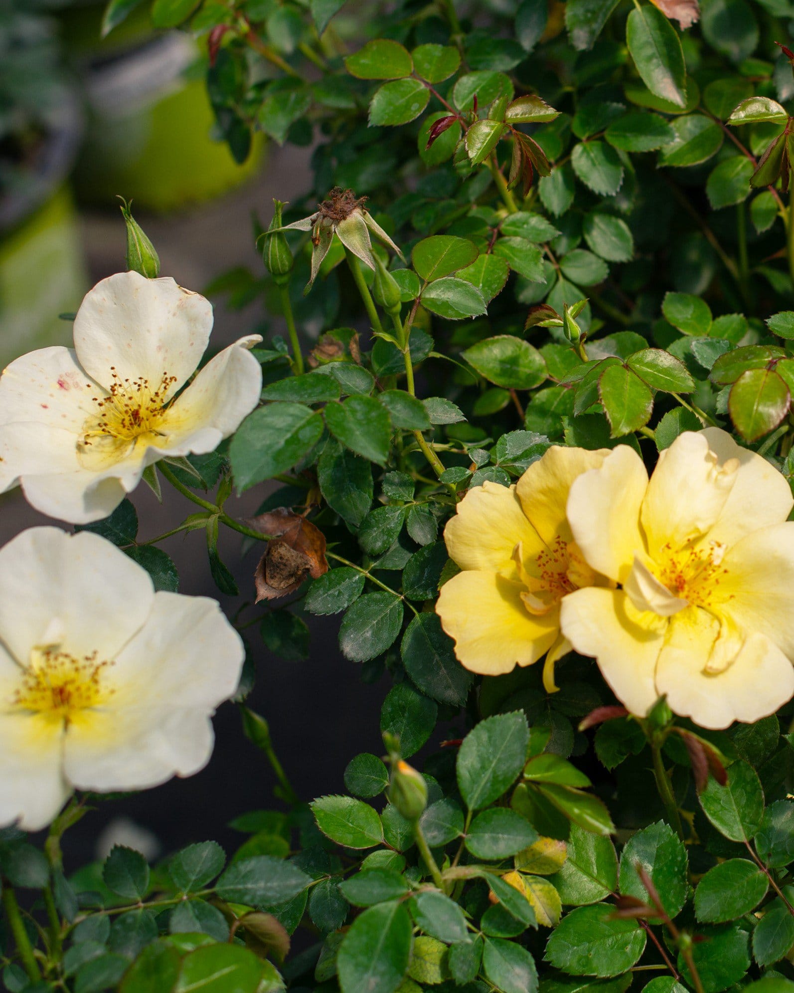 Easy Bee-zy Knock Out Rose Tree Form - view 3