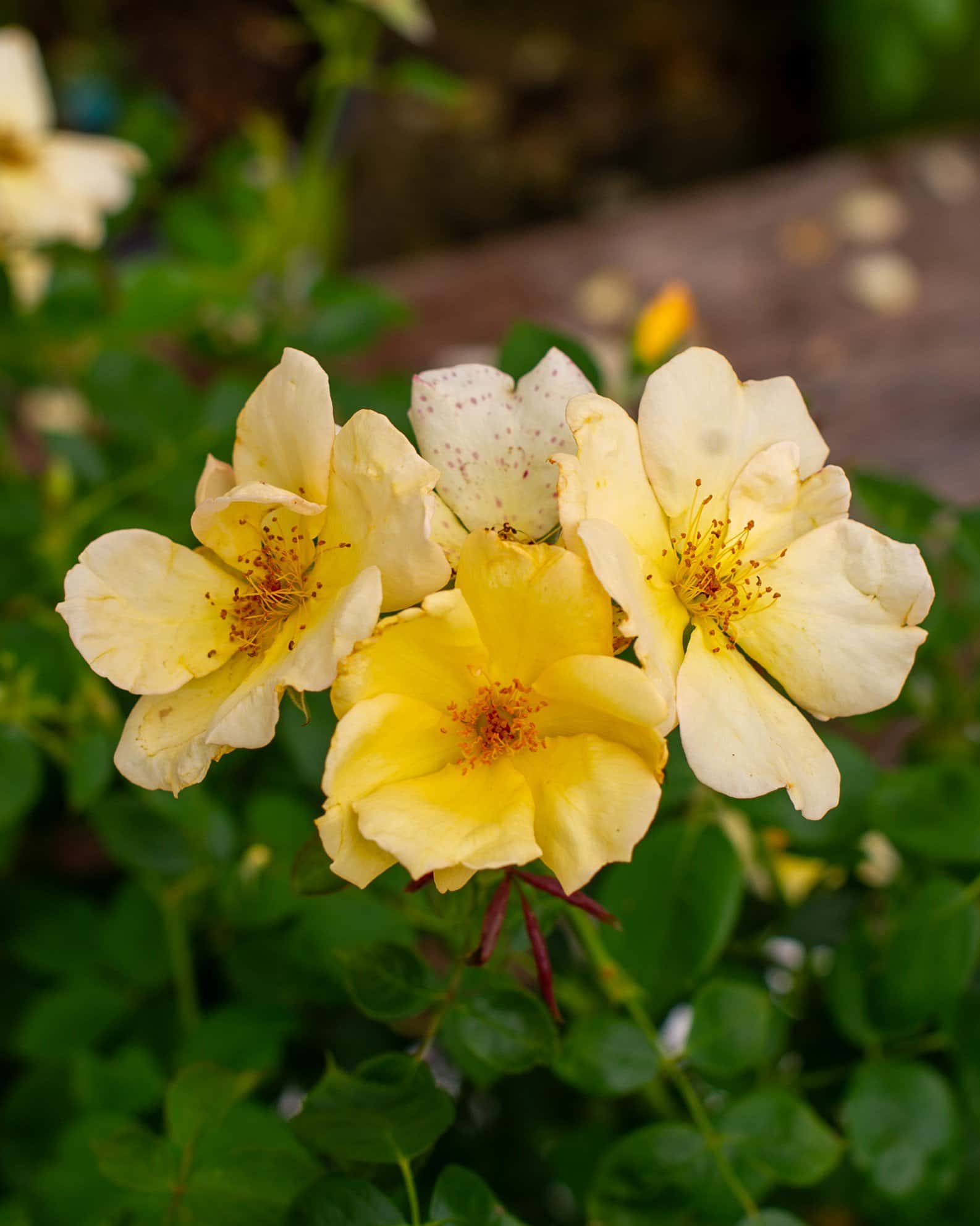 Easy Bee-zy Knock Out Rose Tree Form - Image 3