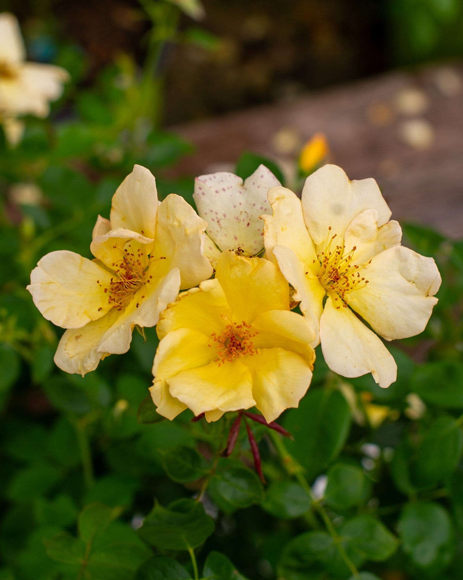 Easy Bee-zy Knock Out Rose Tree Form - view 4