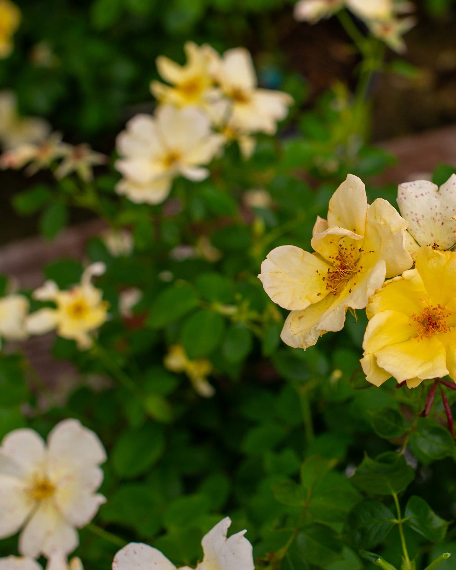 Easy Bee-zy Knock Out Rose Tree Form - view 5