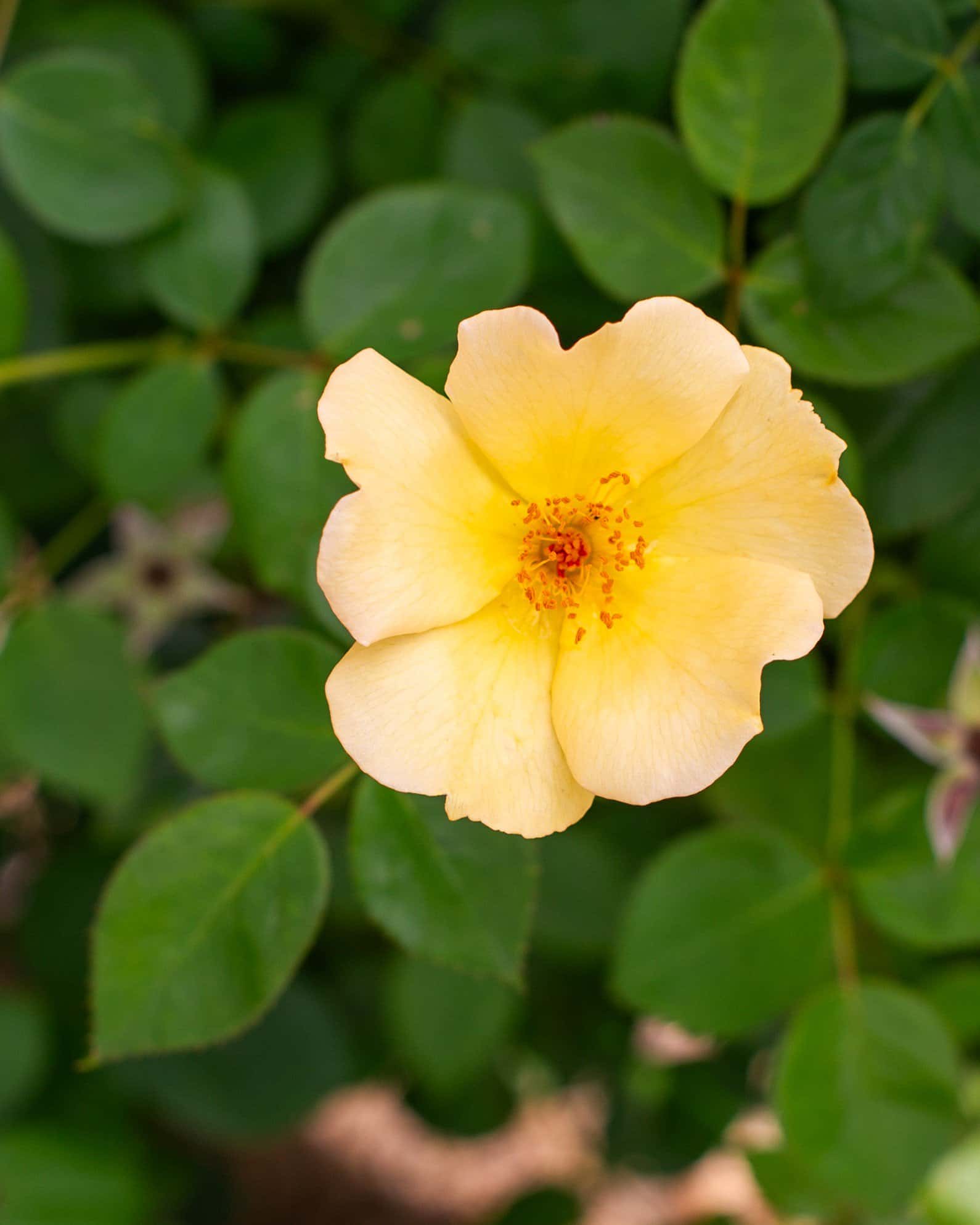 Easy Bee-zy Knock Out Rose Tree Form - Image 5