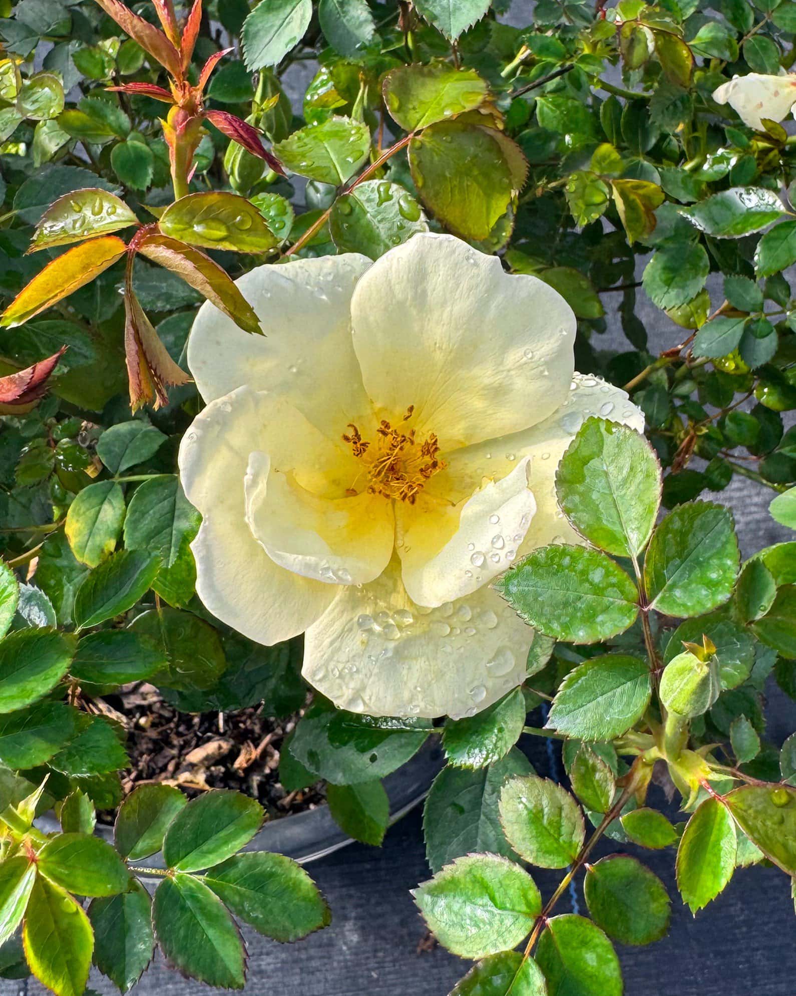 Easy Bee-zy Knock Out Rose Tree Form - Image 6