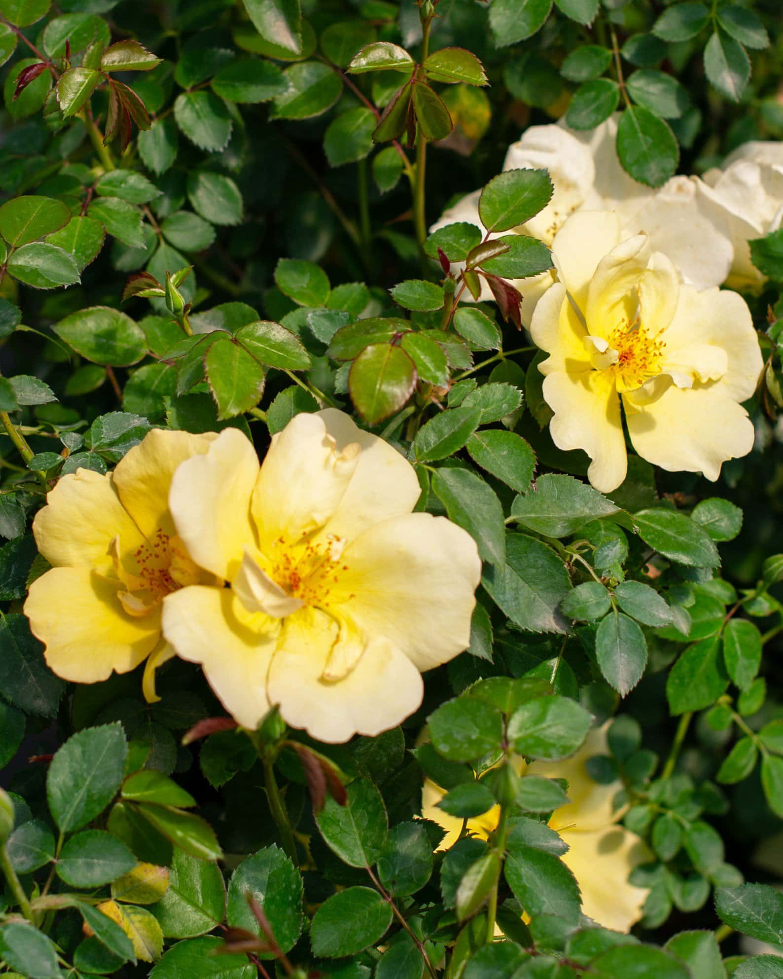 Easy Bee-zy Knock Out Rose Tree Form - Image 7