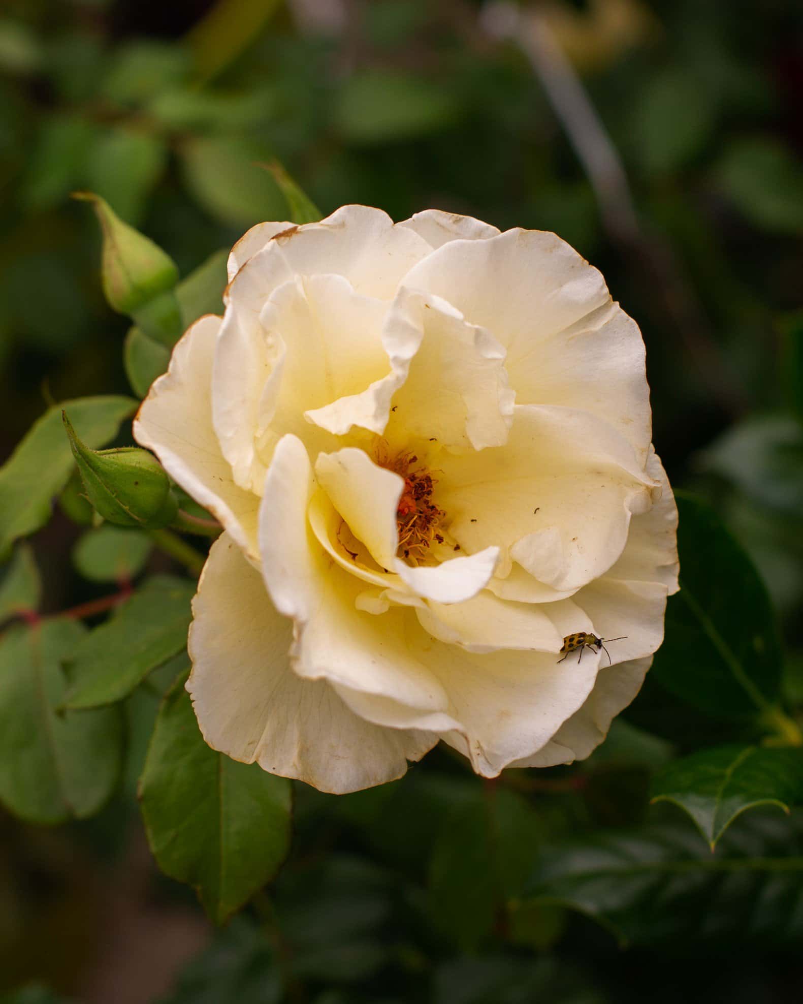 Easy Elegance High Voltage Rose - Image 2
