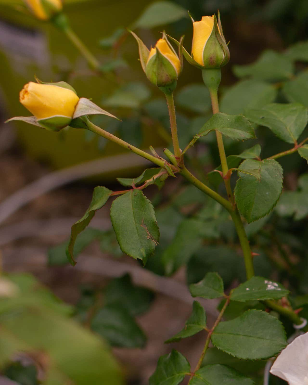 Easy Elegance High Voltage Rose - Image 3
