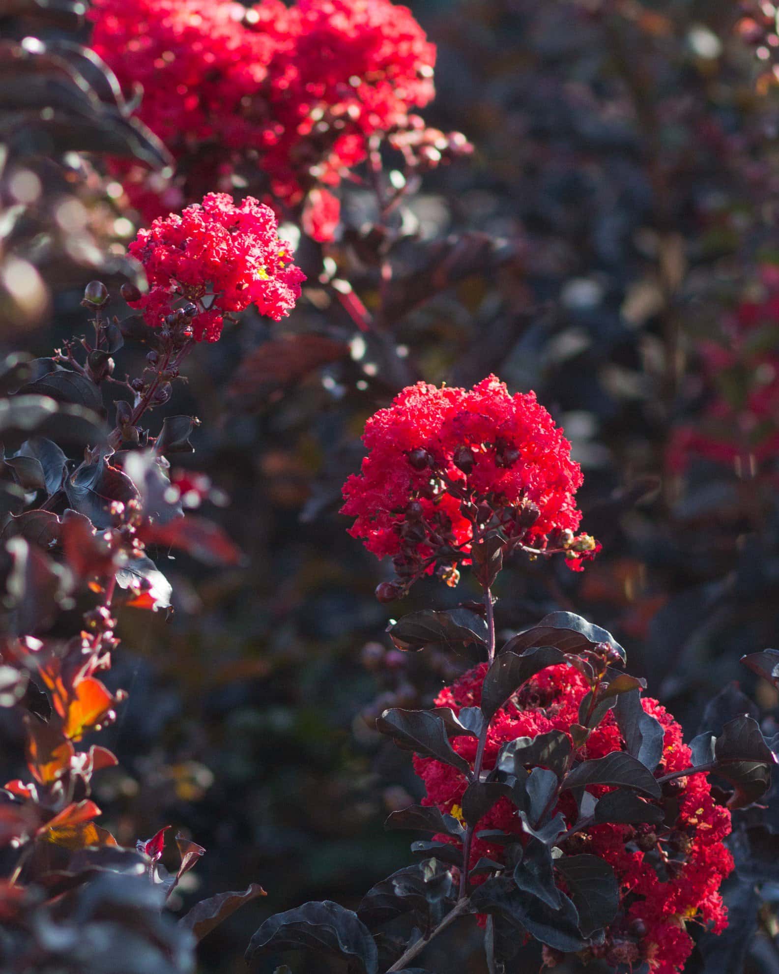 Ebony Embers Crape Myrtle - Image 1