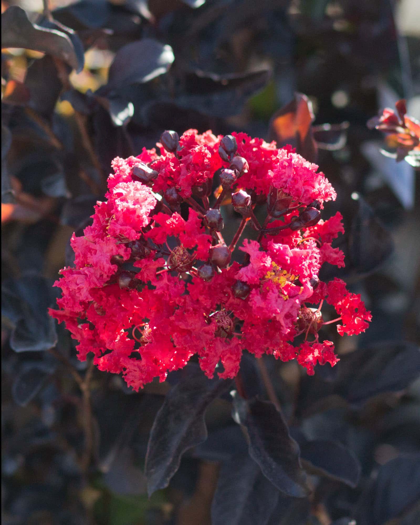 Ebony Embers Crape Myrtle - Image 2