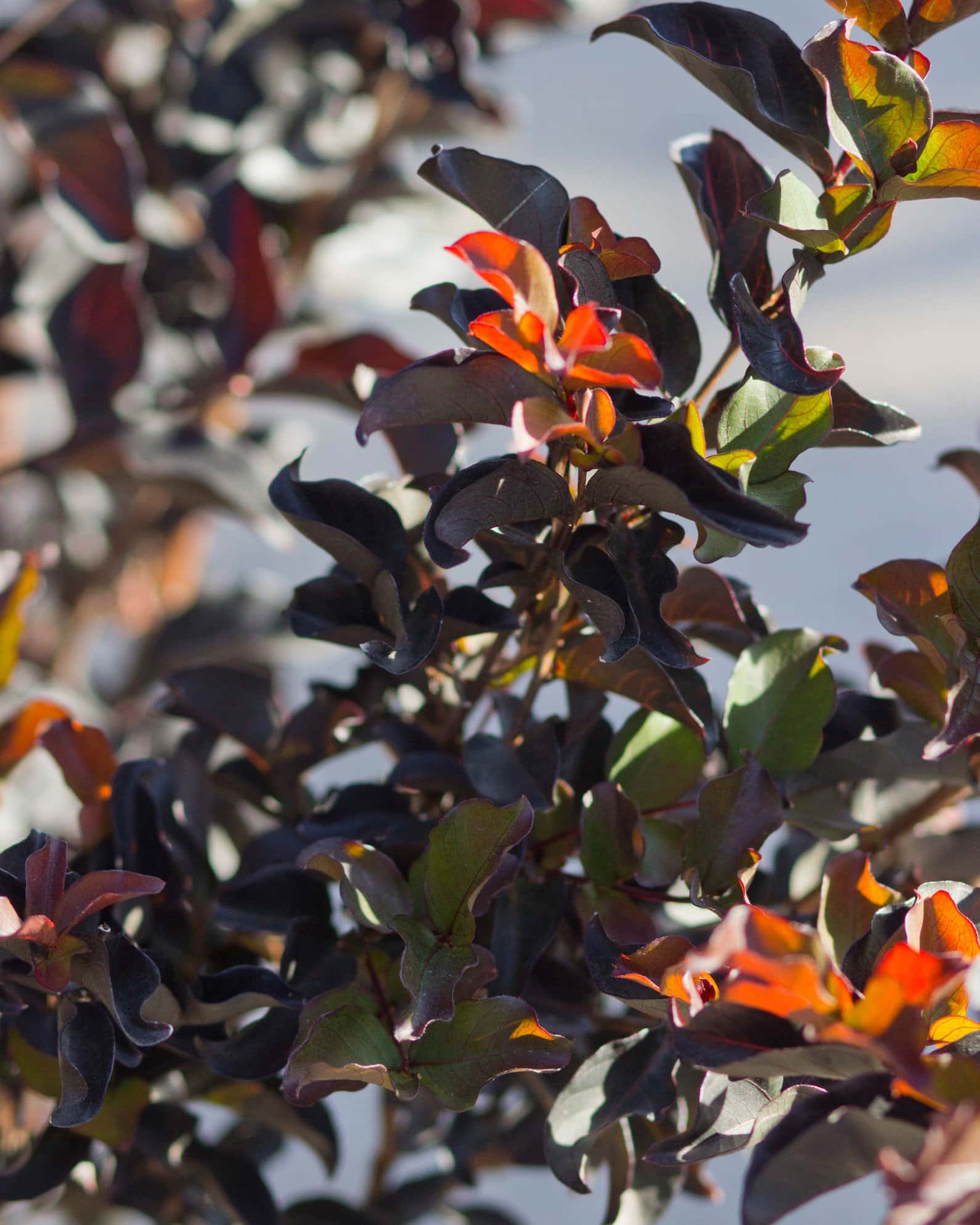 Ebony Embers Crape Myrtle - Image 6