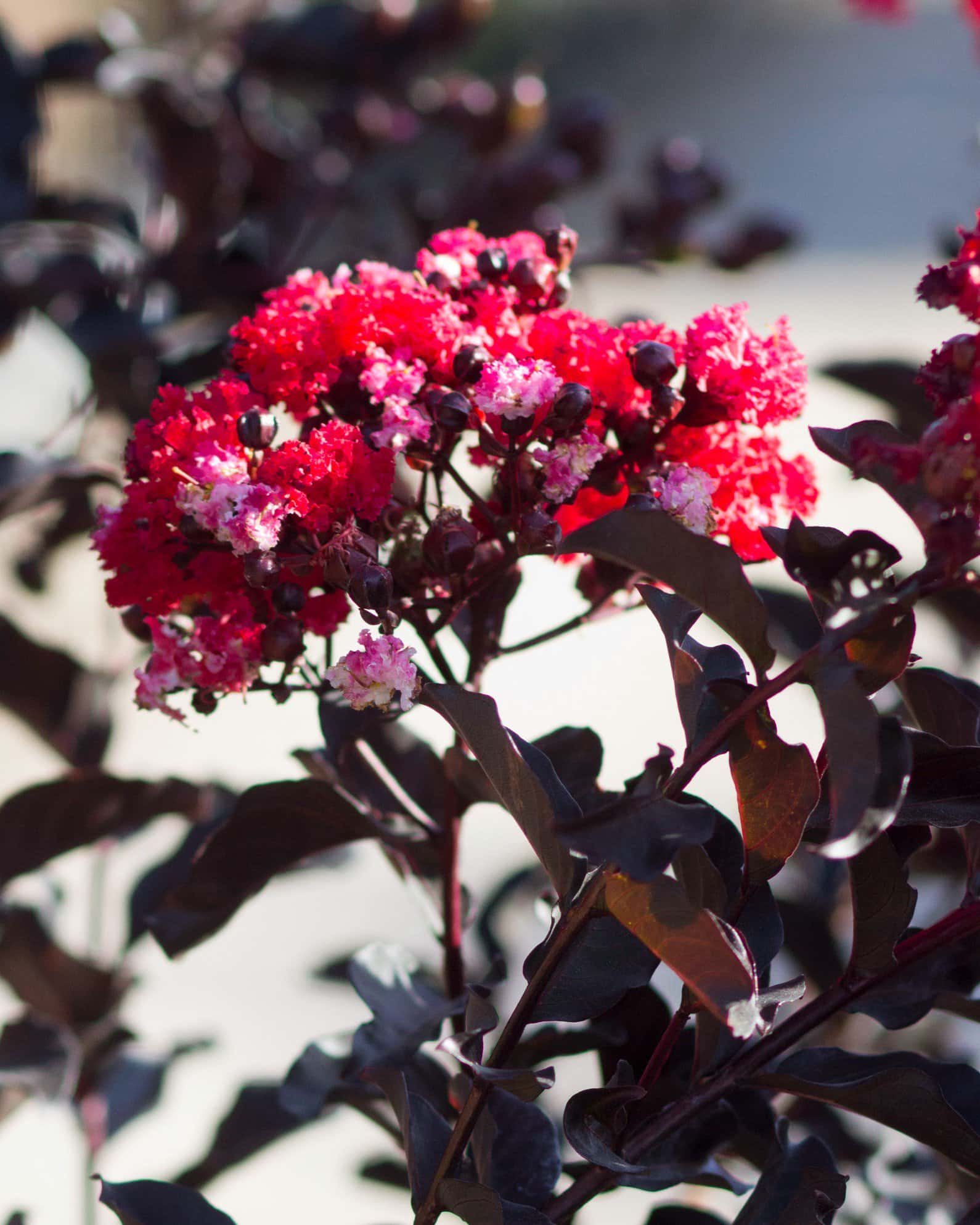 Ebony Embers Crape Myrtle - Image 7