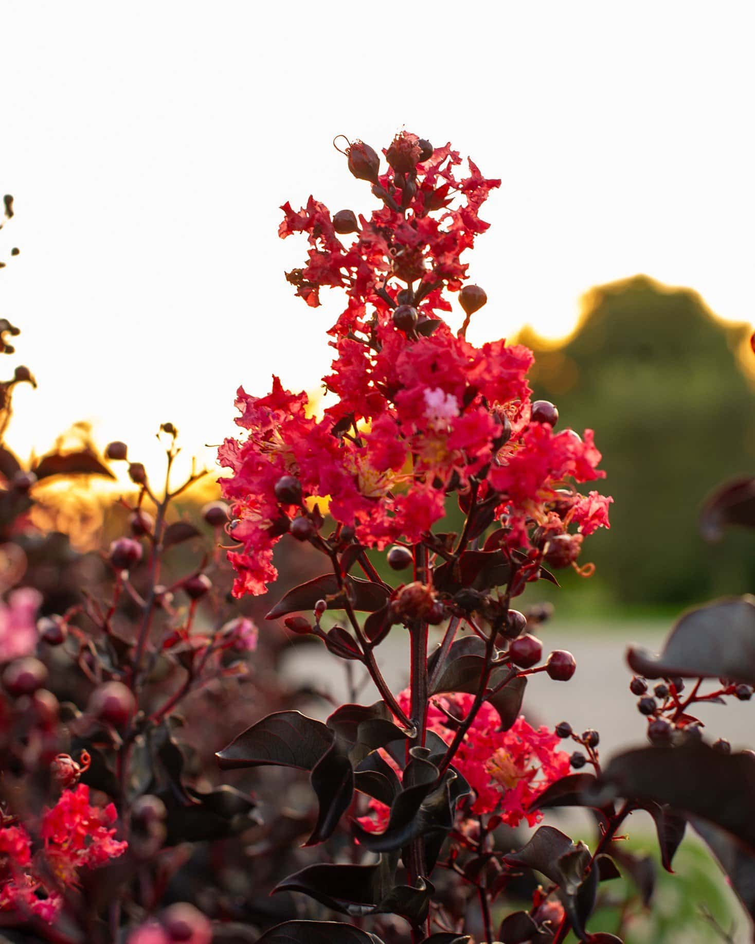 Ebony Fire Crape Myrtle - Main Image